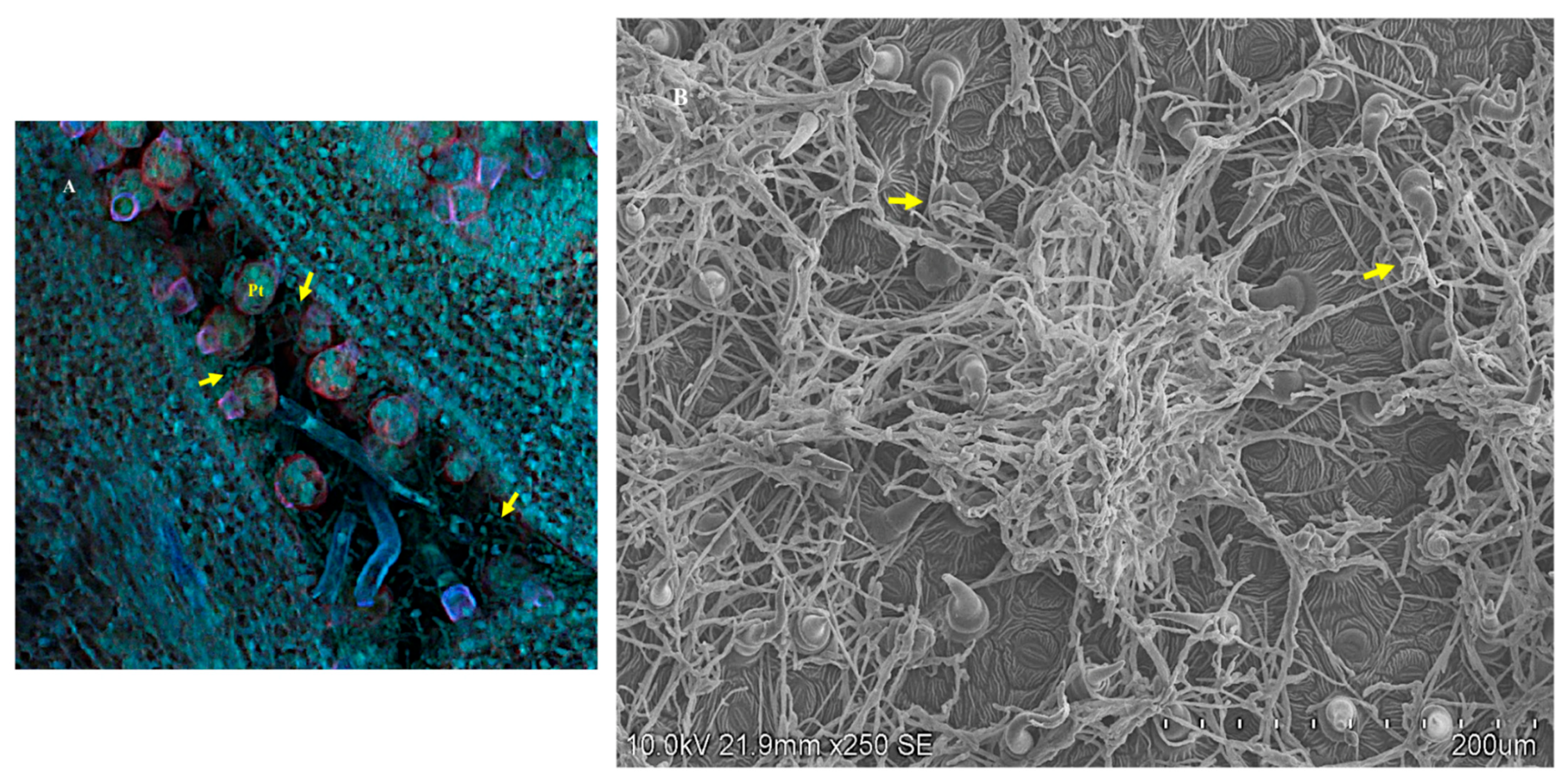 Microorganisms 10 00545 g010