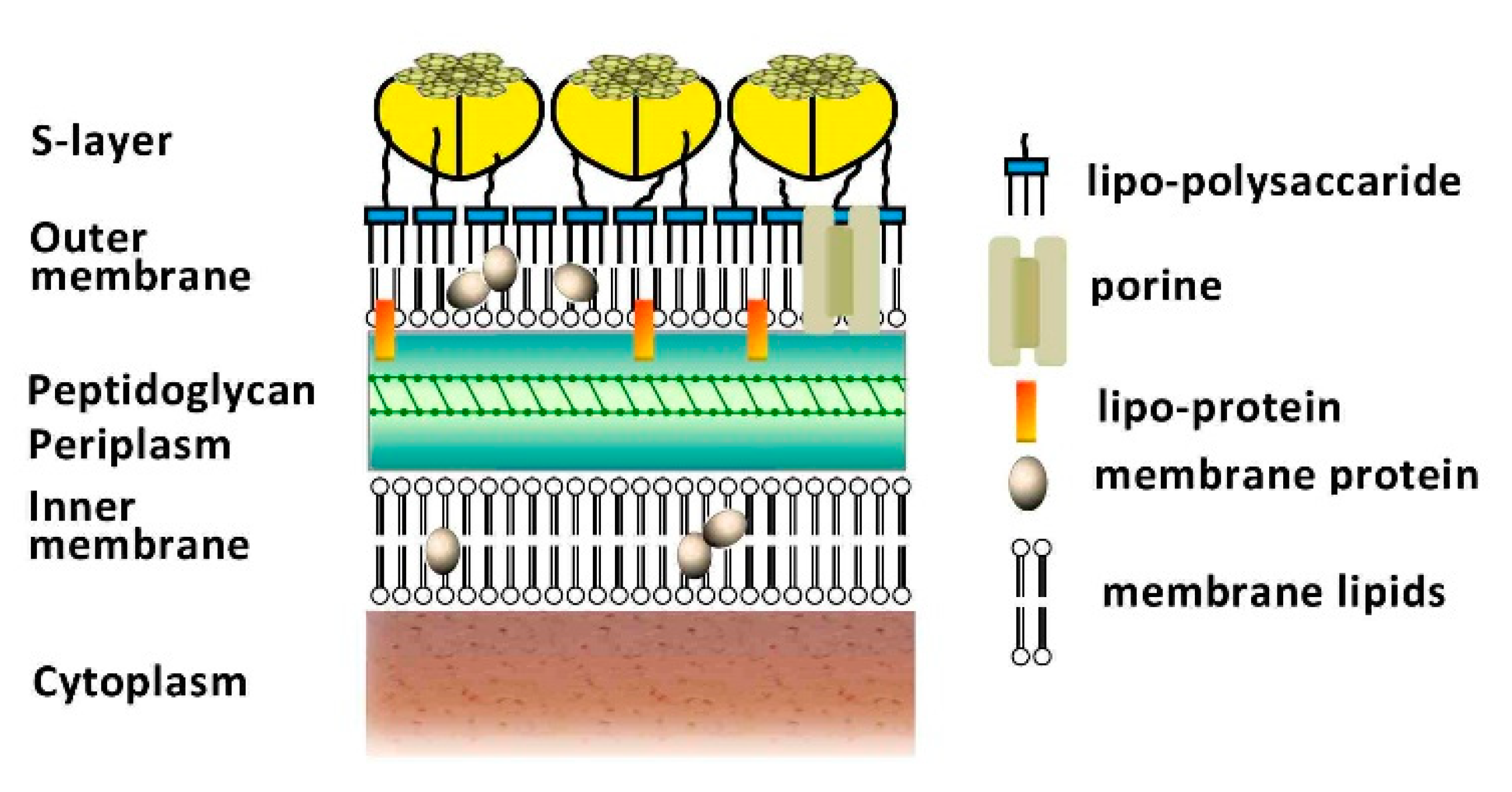 Microorganisms 10 00546 g002