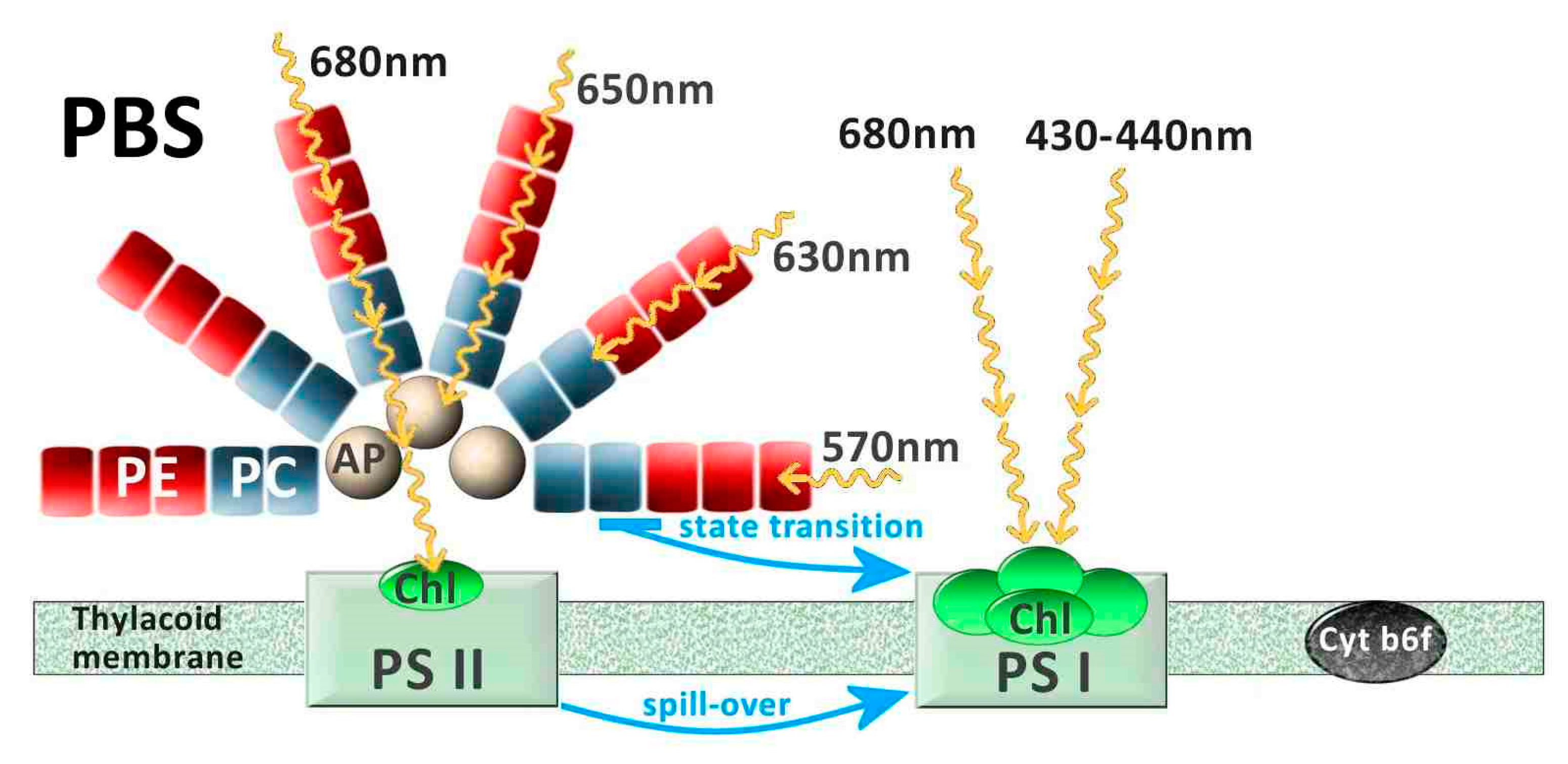 Microorganisms 10 00546 g003