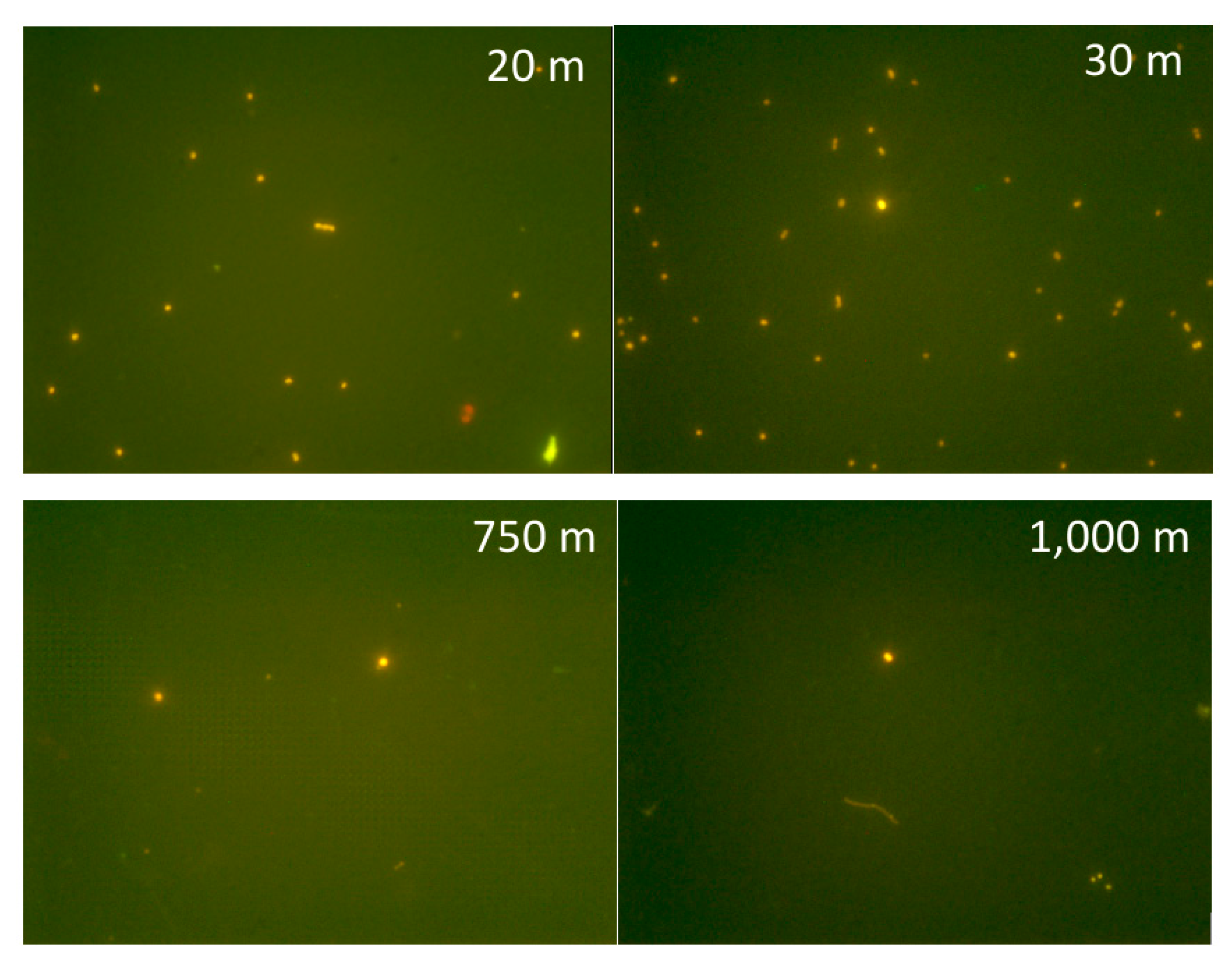 Microorganisms 10 00546 g007