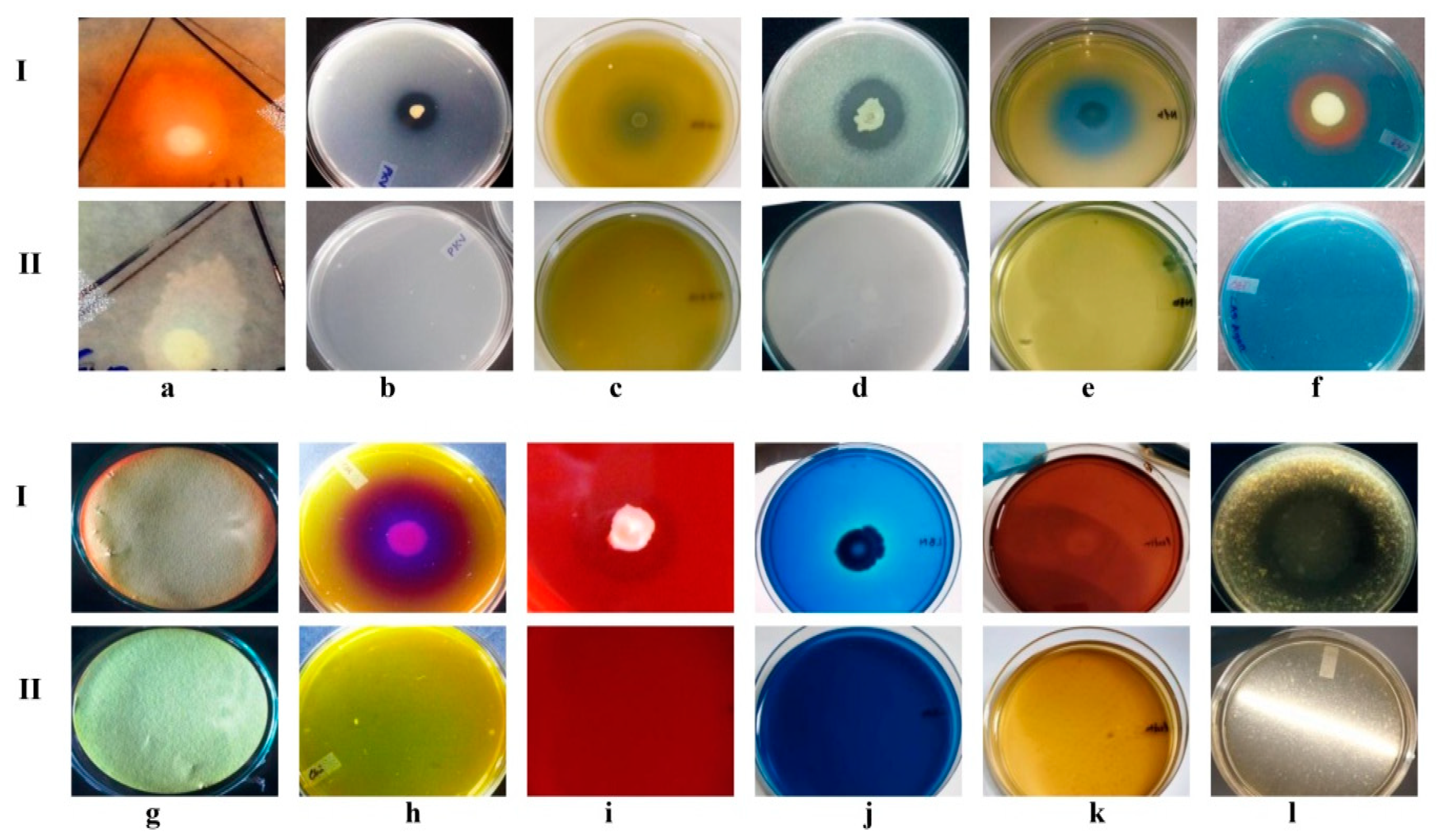 Microorganisms 10 00568 g003 Microorganisms 10 00568 g003