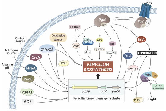 Penicillium chrysogenum, a Vintage Model with a Cutting-Edge