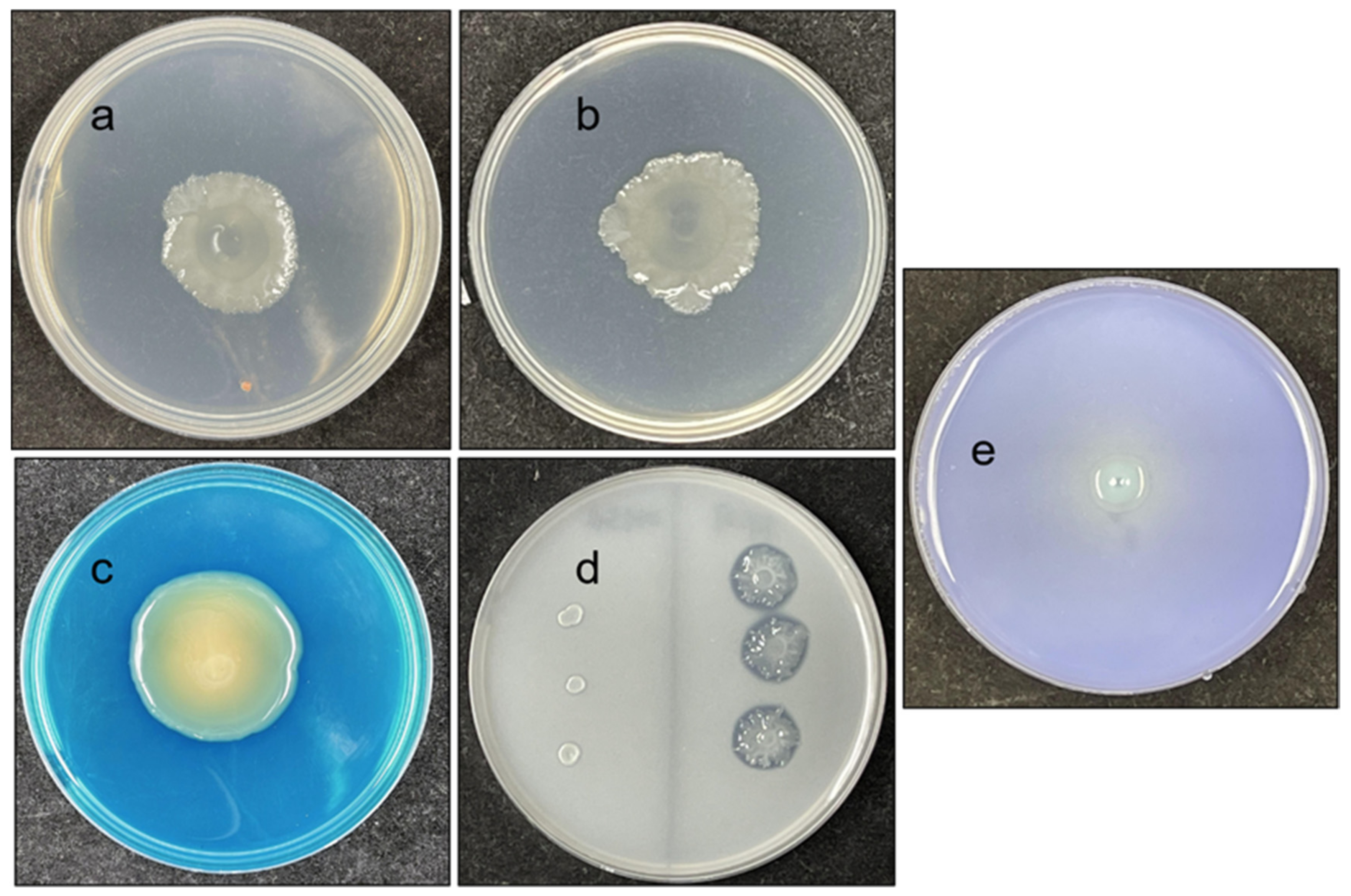 Microorganisms 10 00575 g003