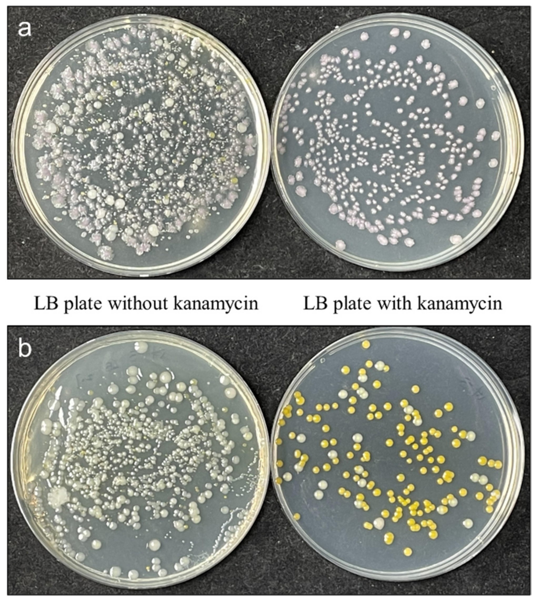 Microorganisms 10 00575 g004