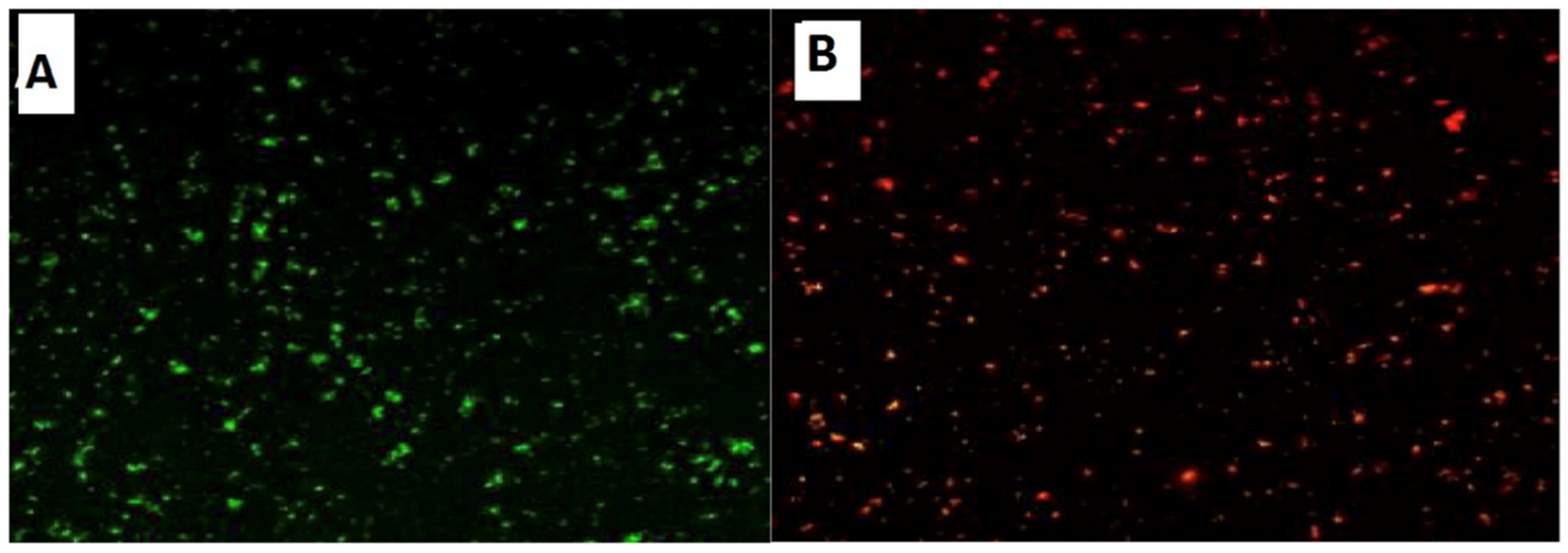 Microorganisms 10 00581 g014