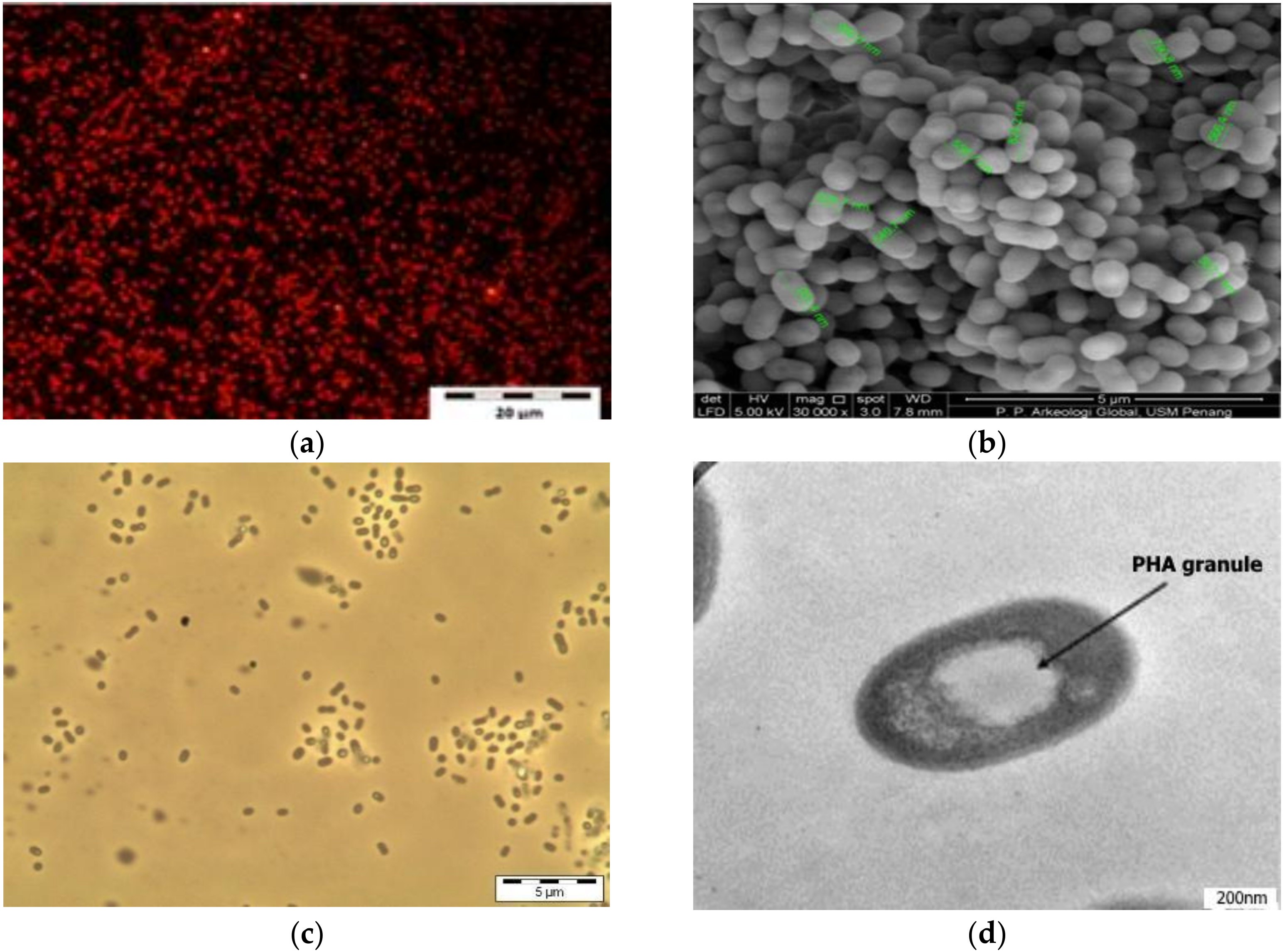 Microorganisms 10 00583 g001