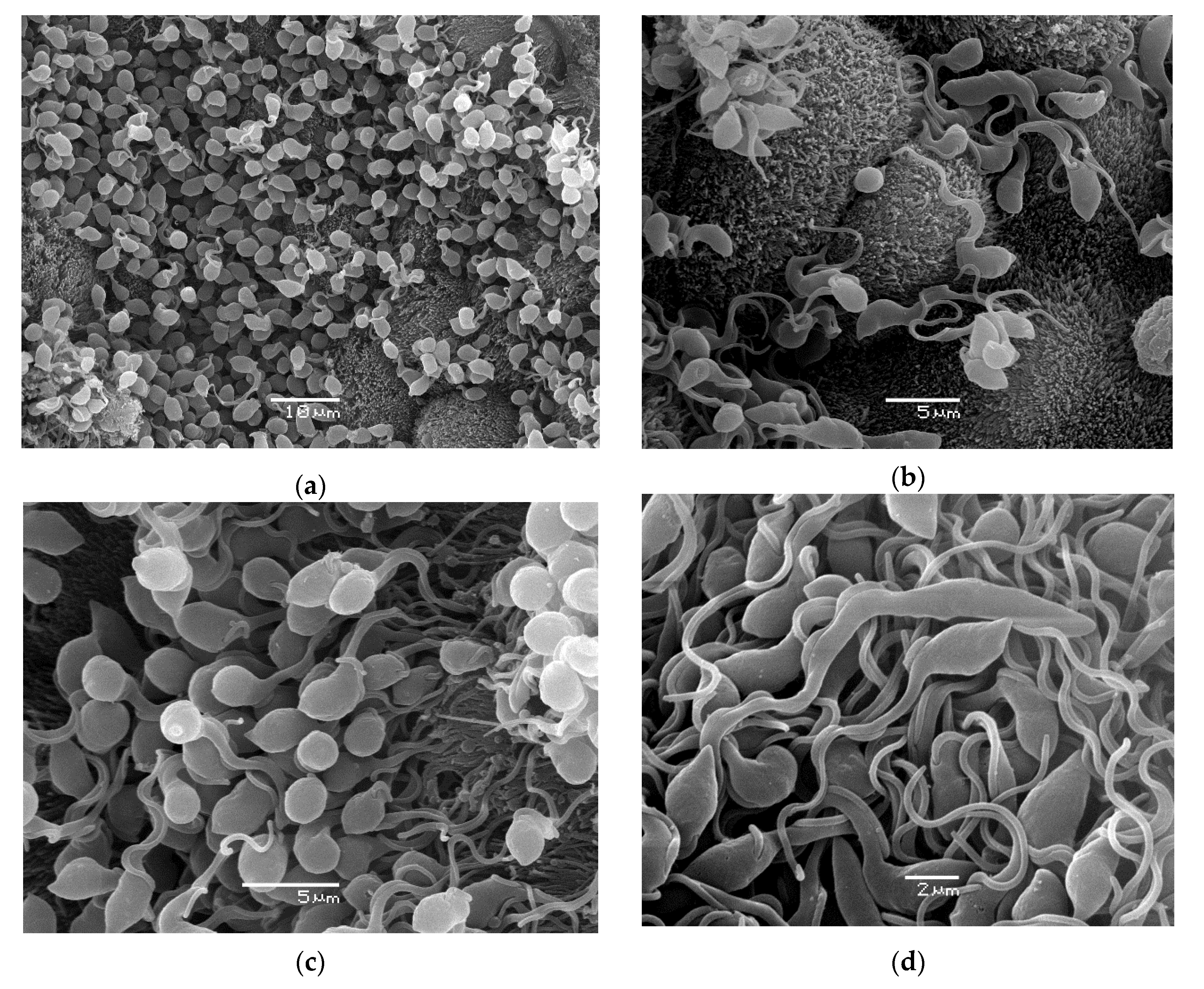 Microorganisms 10 00584 g004 550