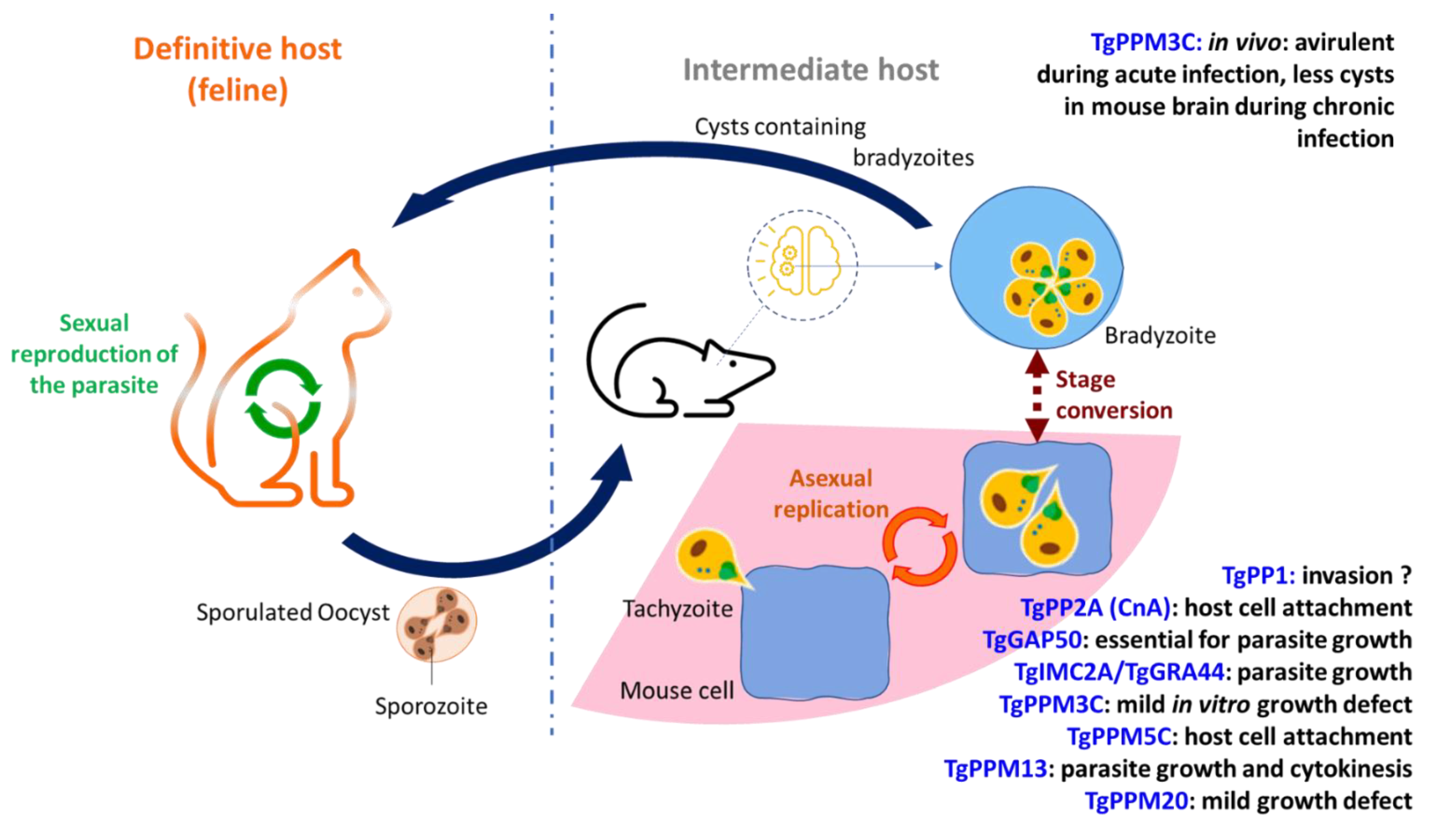 Microorganisms 10 00585 g005 Microorganisms 10 00585 g005