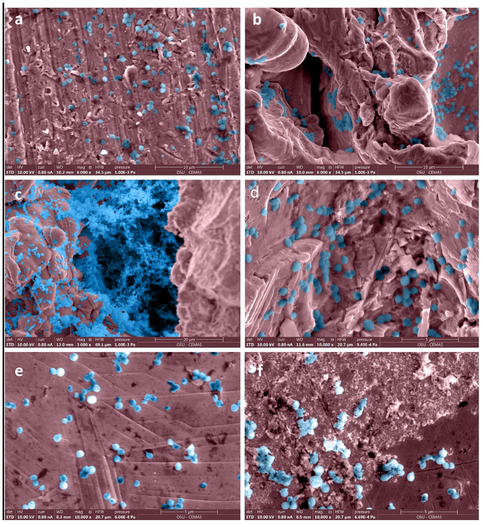 Microorganisms 10 00586 g002