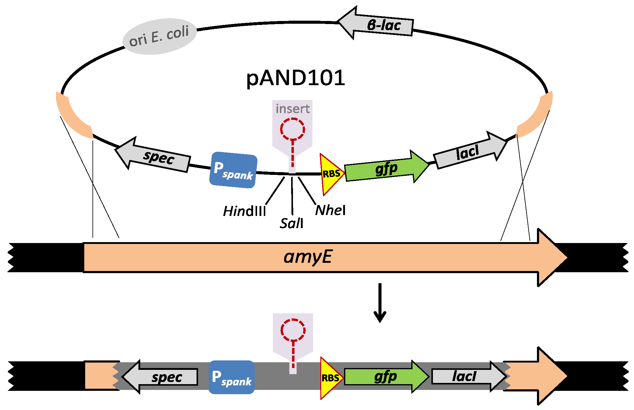 Microorganisms 10 00587 g002