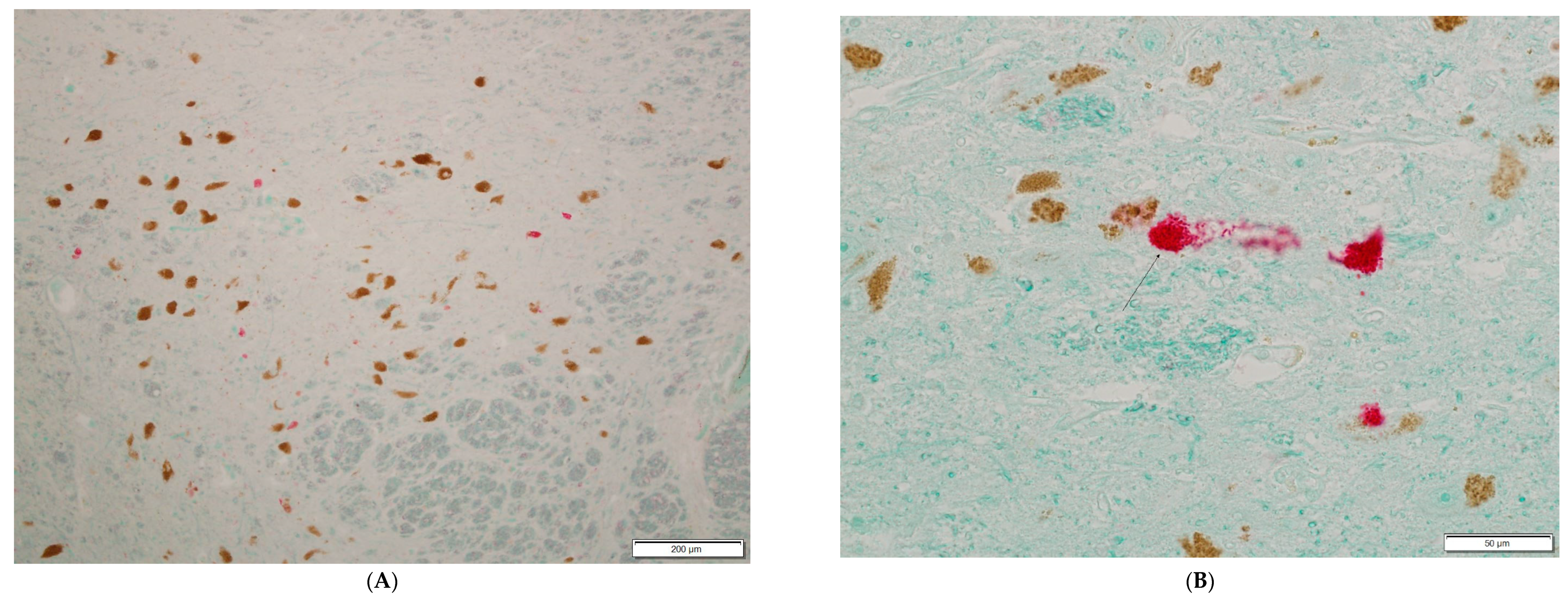 Microorganisms 10 00599 g001a