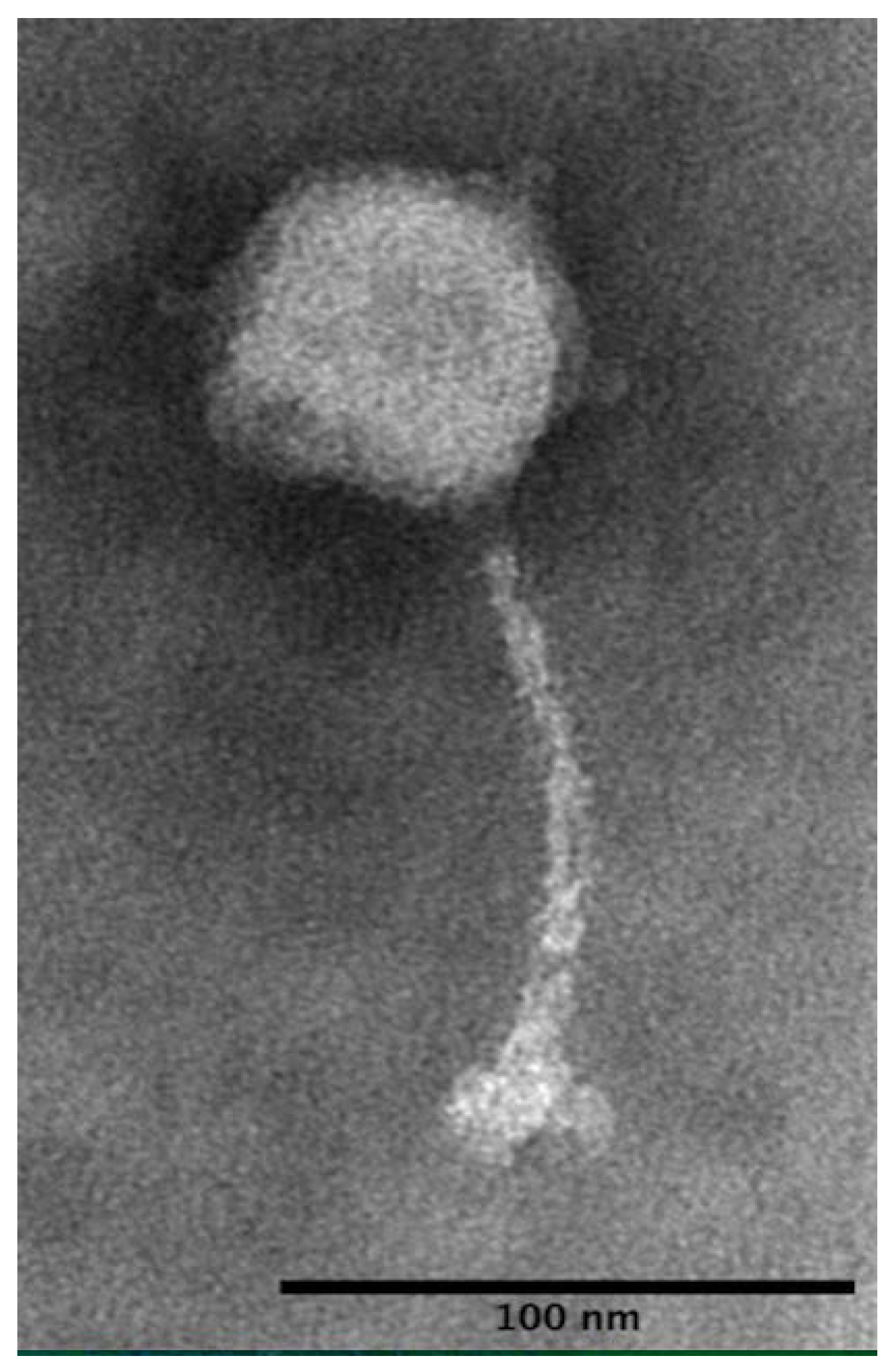 Microorganisms 10 00606 g002 Microorganisms 10 00606 g002