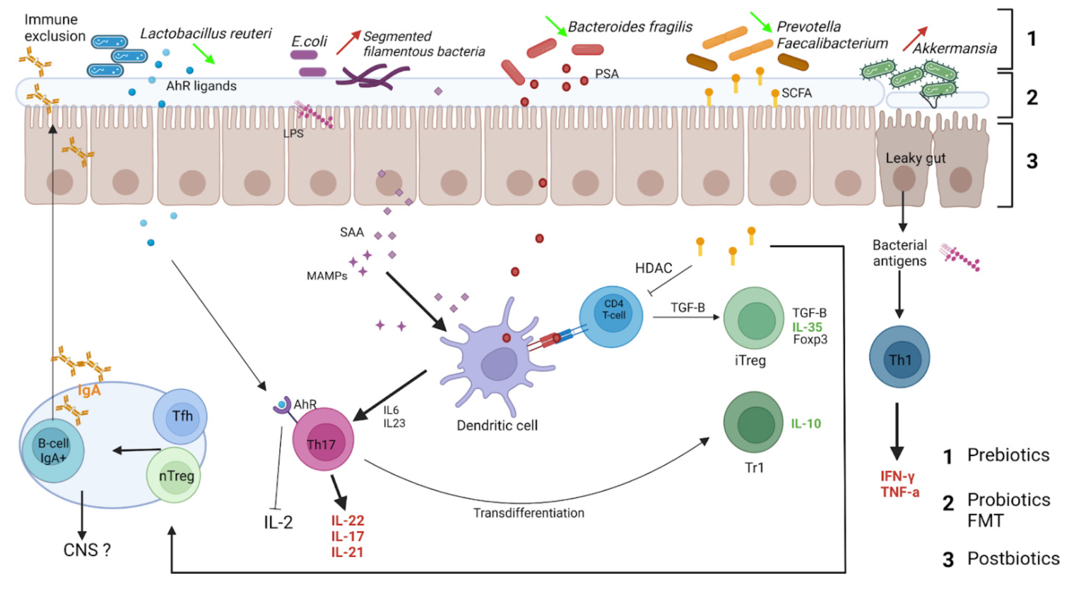dysbiosis baba
