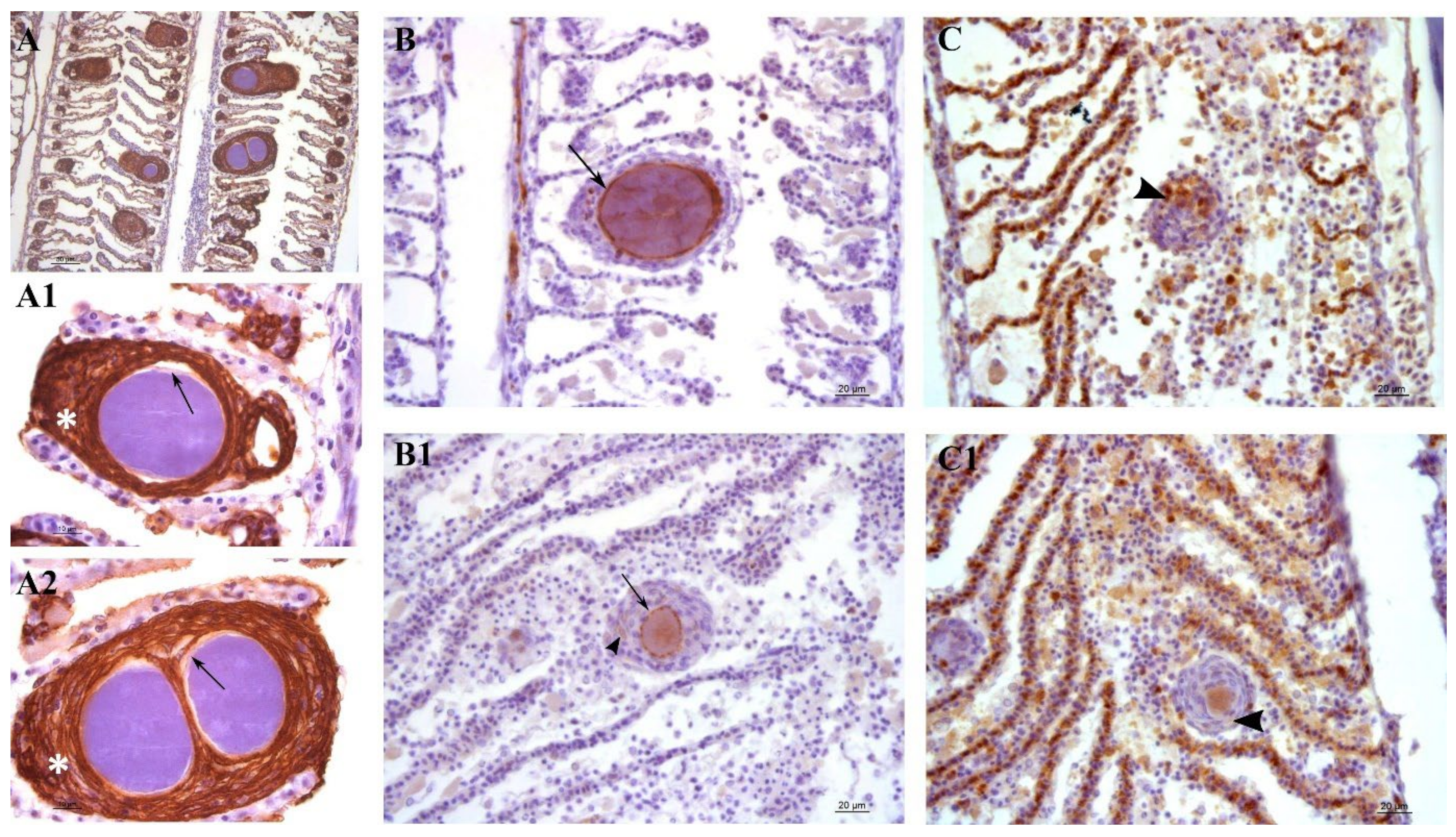 Microorganisms 10 00627 g007