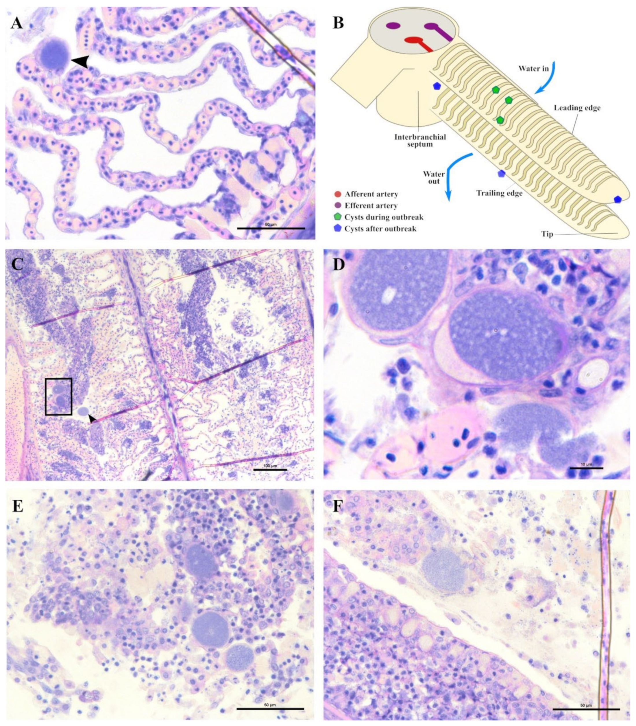 Microorganisms 10 00627 g009