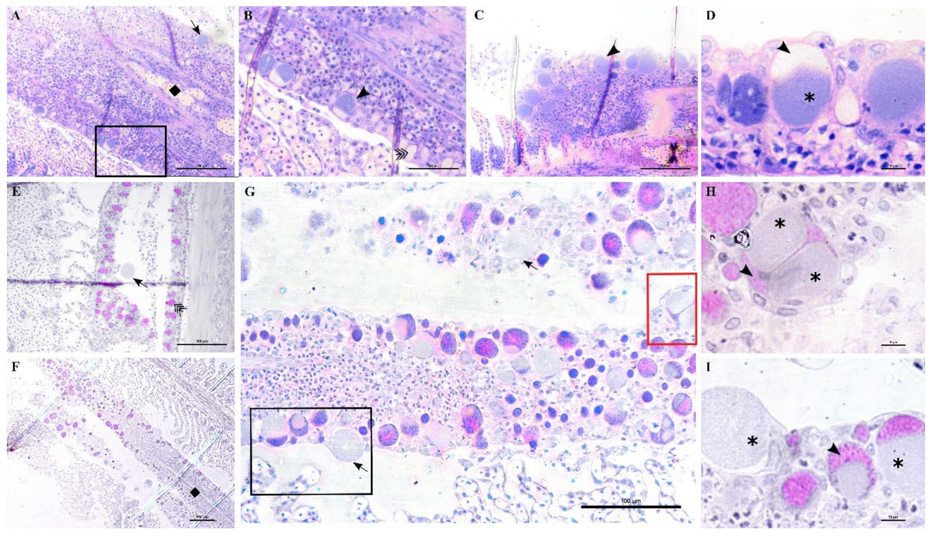 Microorganisms 10 00627 g010