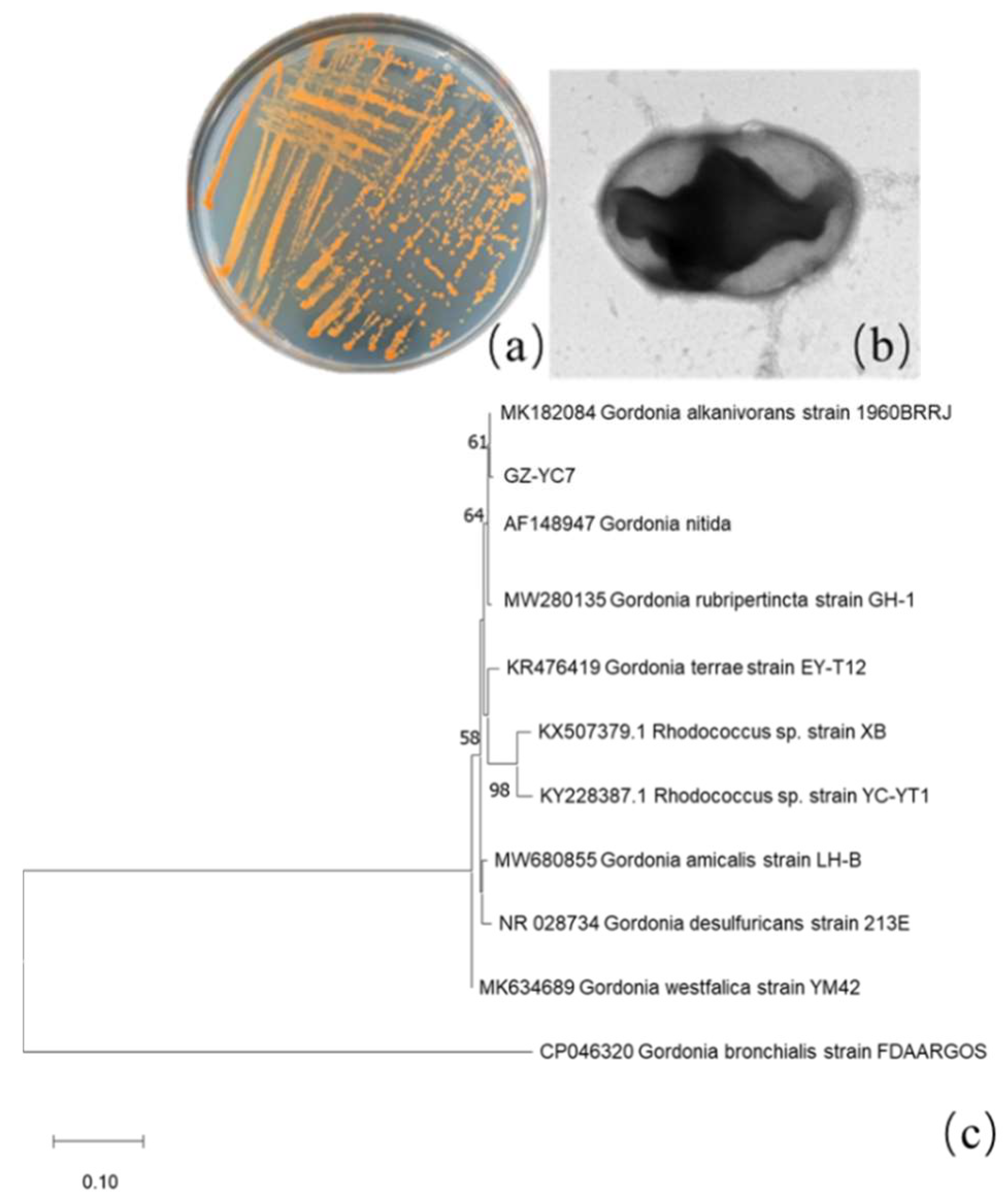 Microorganisms 10 00641 g001