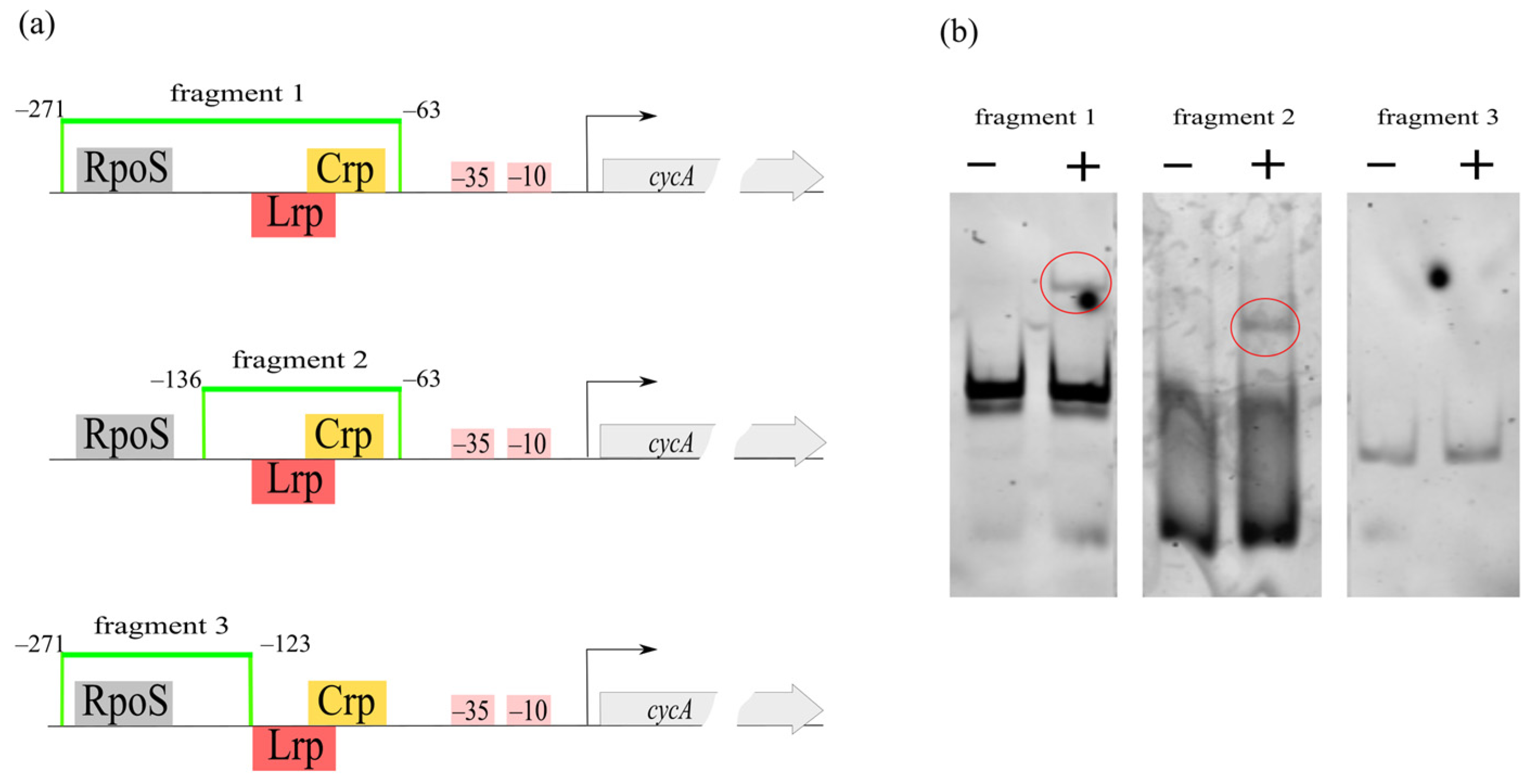 Microorganisms 10 00647 g010