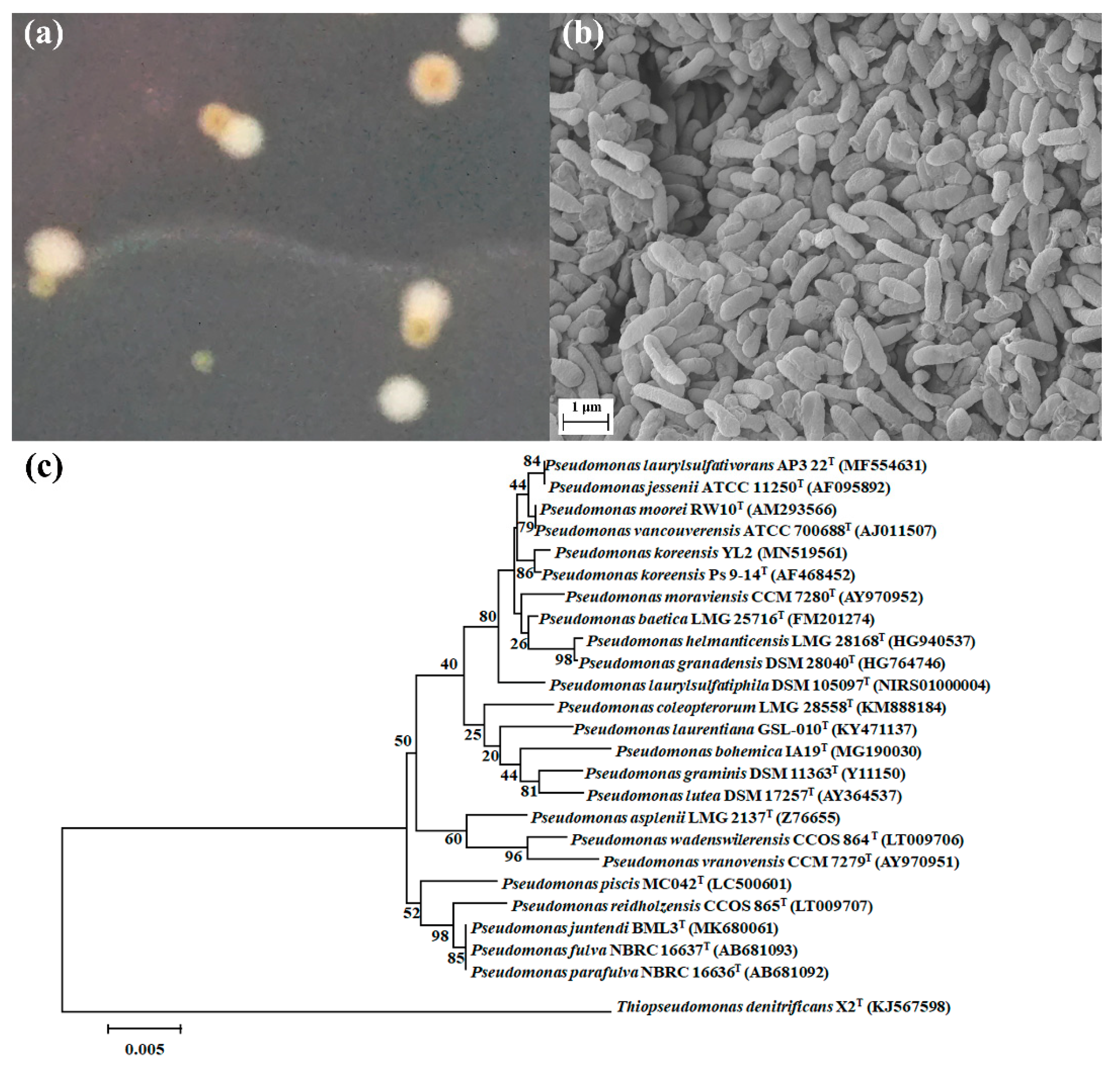 Microorganisms 10 00648 g001 Microorganisms 10 00648 g001