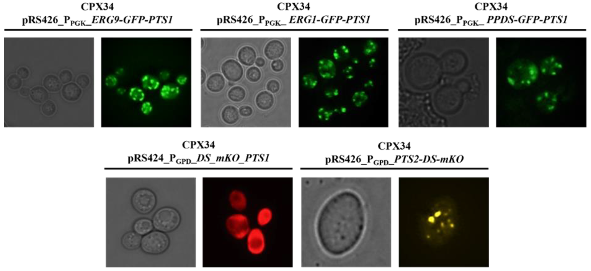 Microorganisms 10 00650 g006 Microorganisms 10 00650 g006