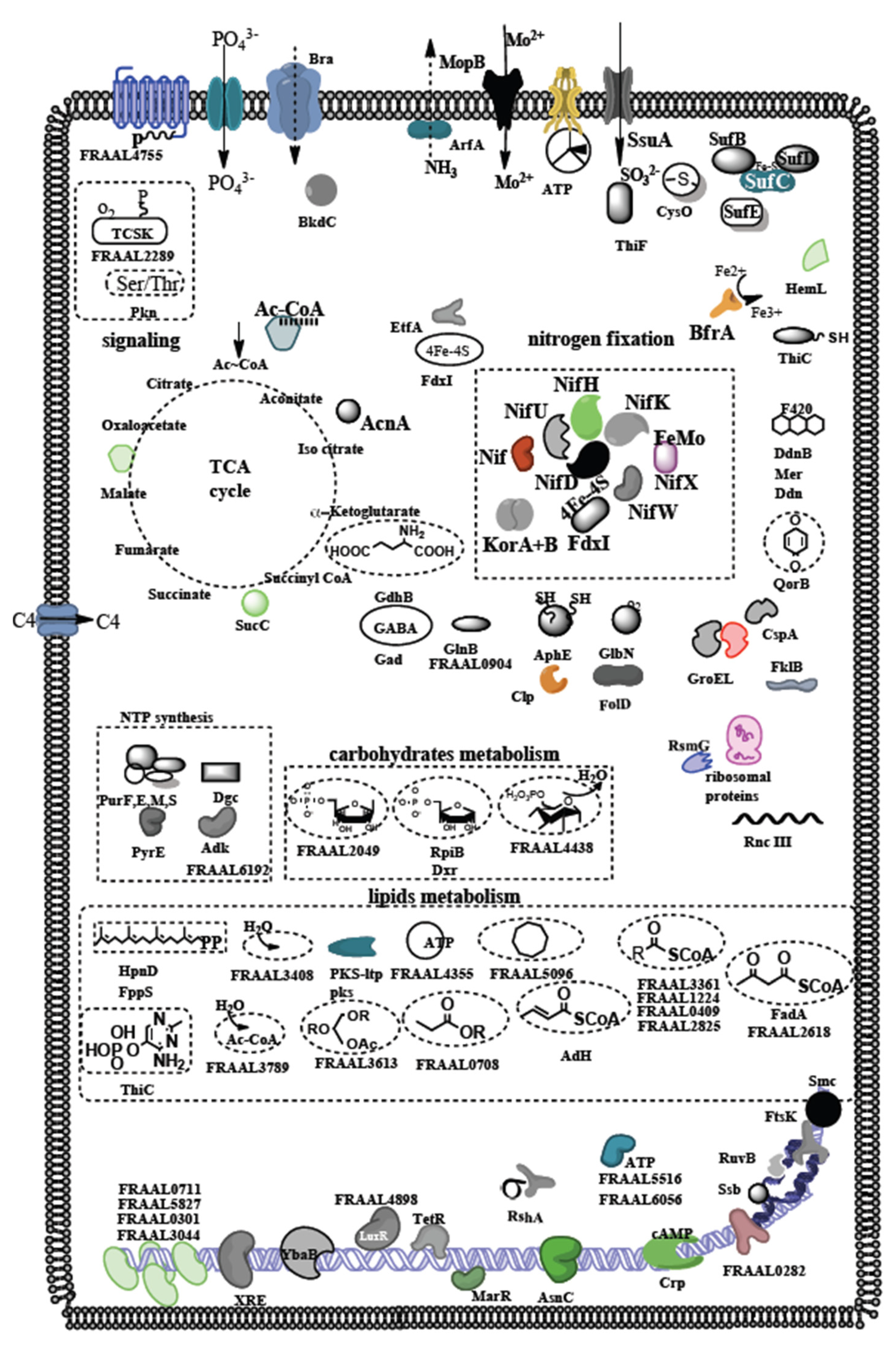 Microorganisms 10 00651 g003