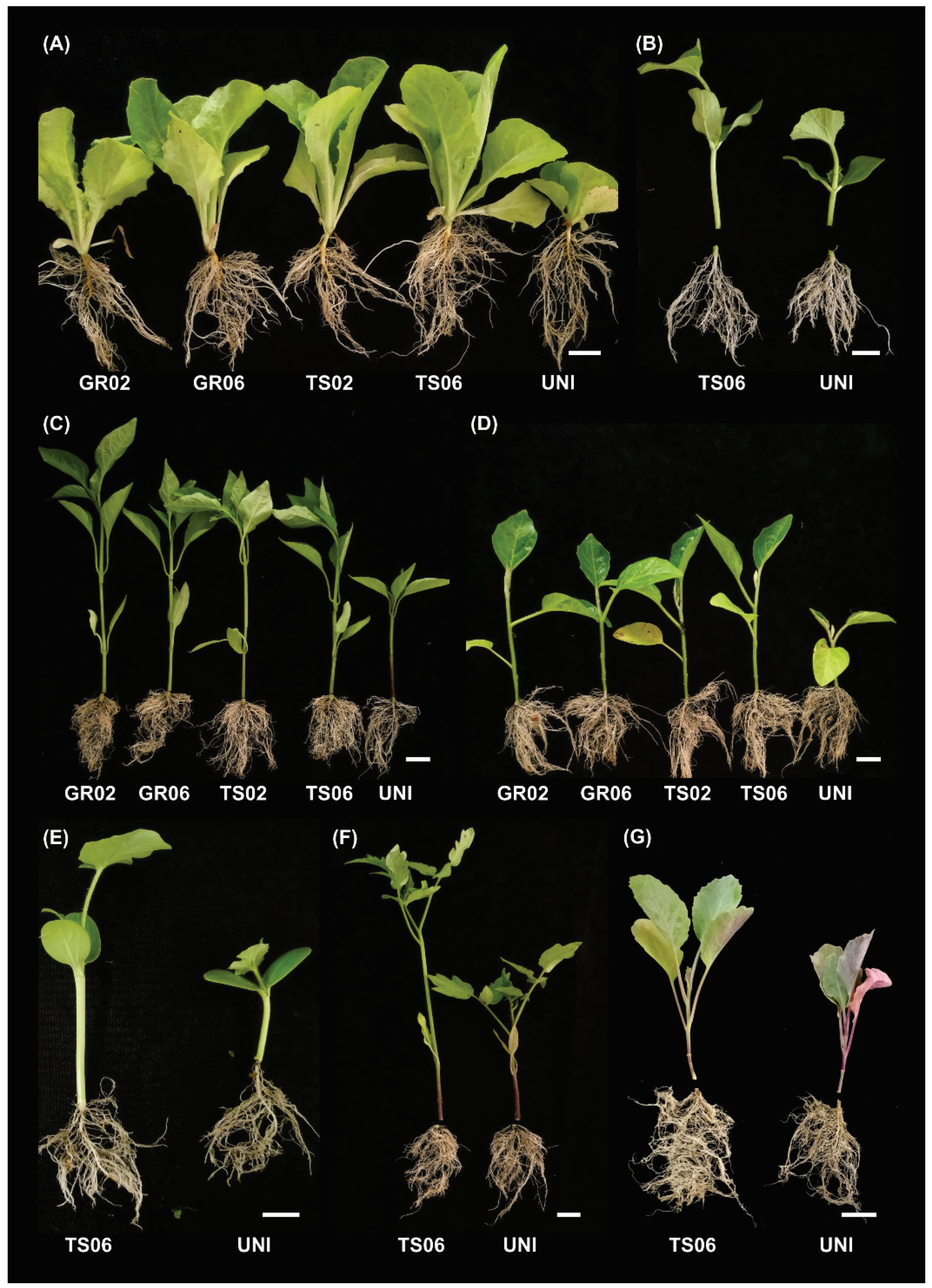 Microorganisms 10 00674 g001 550