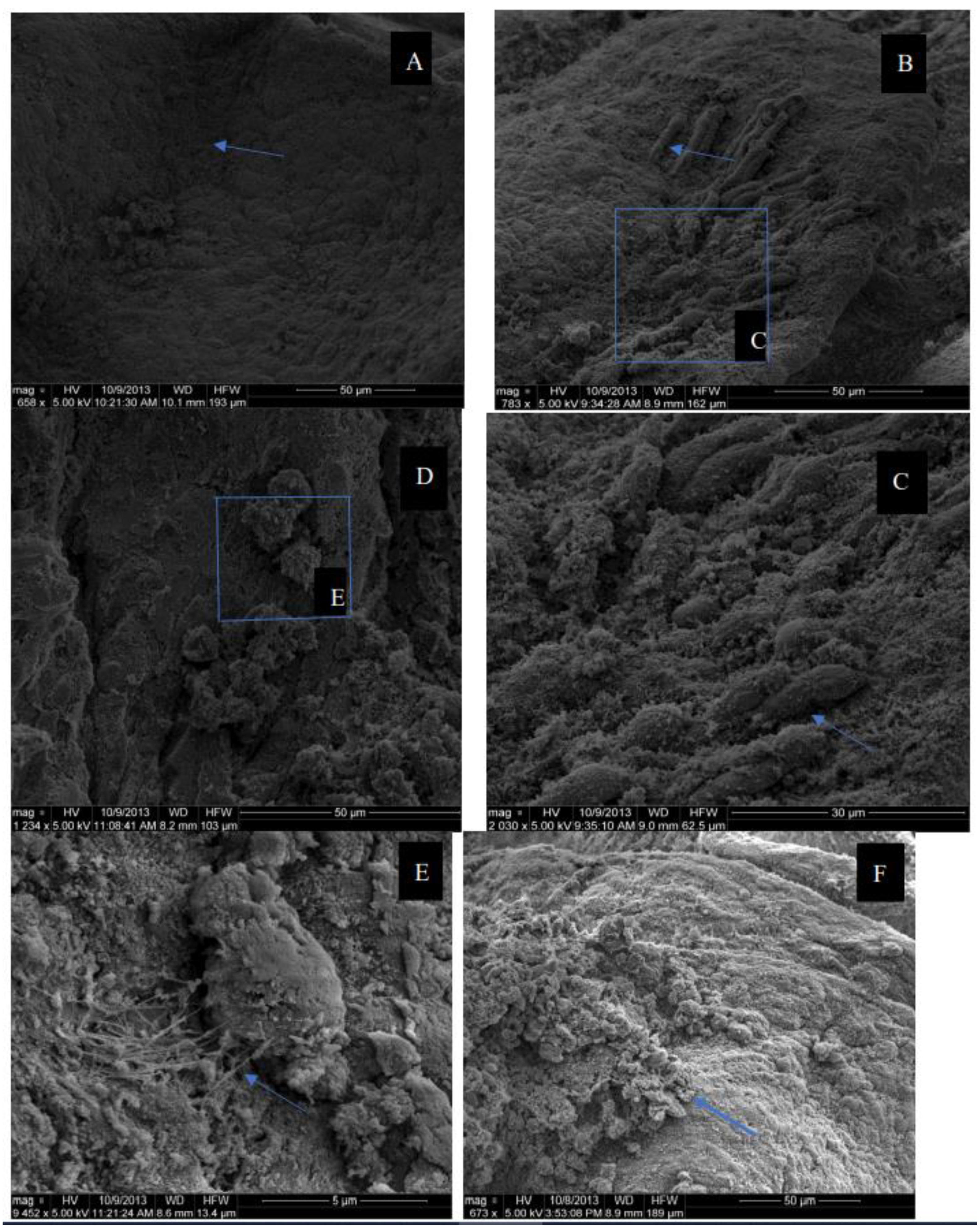 Microorganisms 10 00676 g002 550