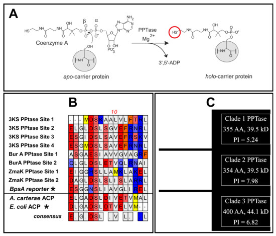 Holo-sterol Carrier Protein-2: 13C NMR INVESTIGATION OF