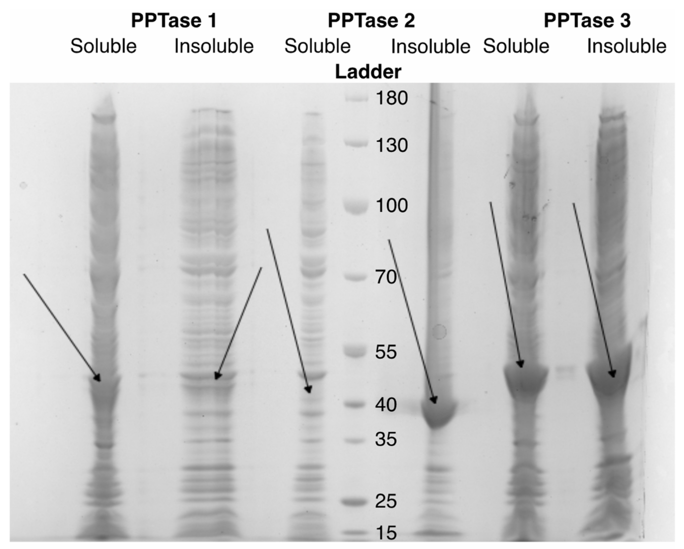 Microorganisms 10 00687 g004 Microorganisms 10 00687 g004