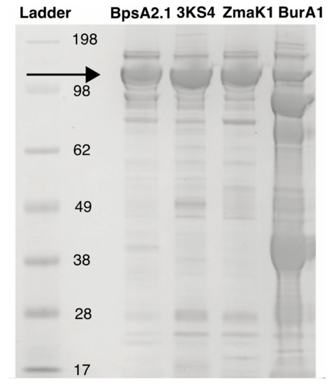 Dinoflagellate Phosphopantetheinyl Transferase (PPTase) and