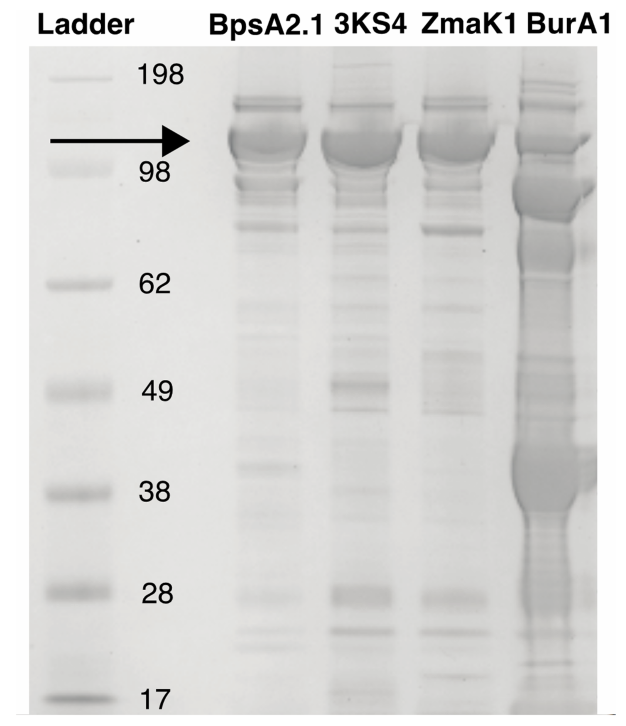 Microorganisms 10 00687 g005 Microorganisms 10 00687 g005
