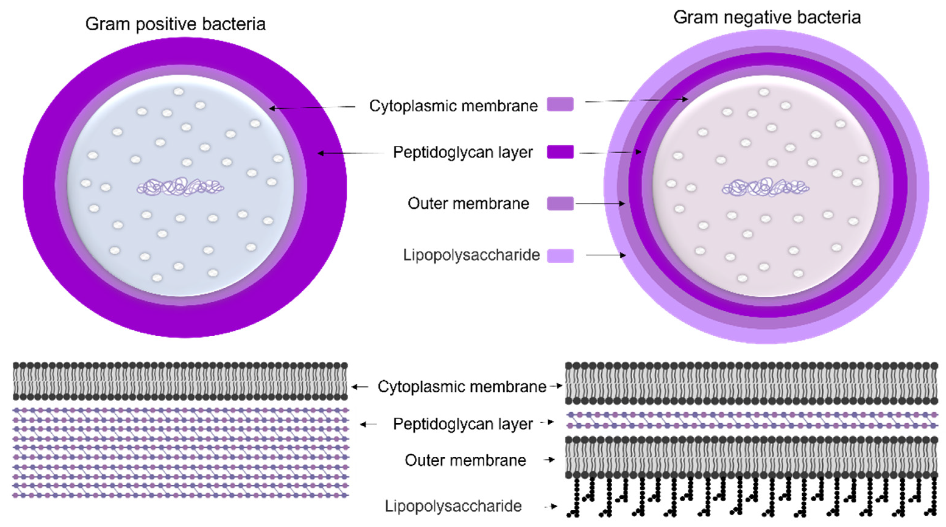 Microorganisms 10 00696 g004 550