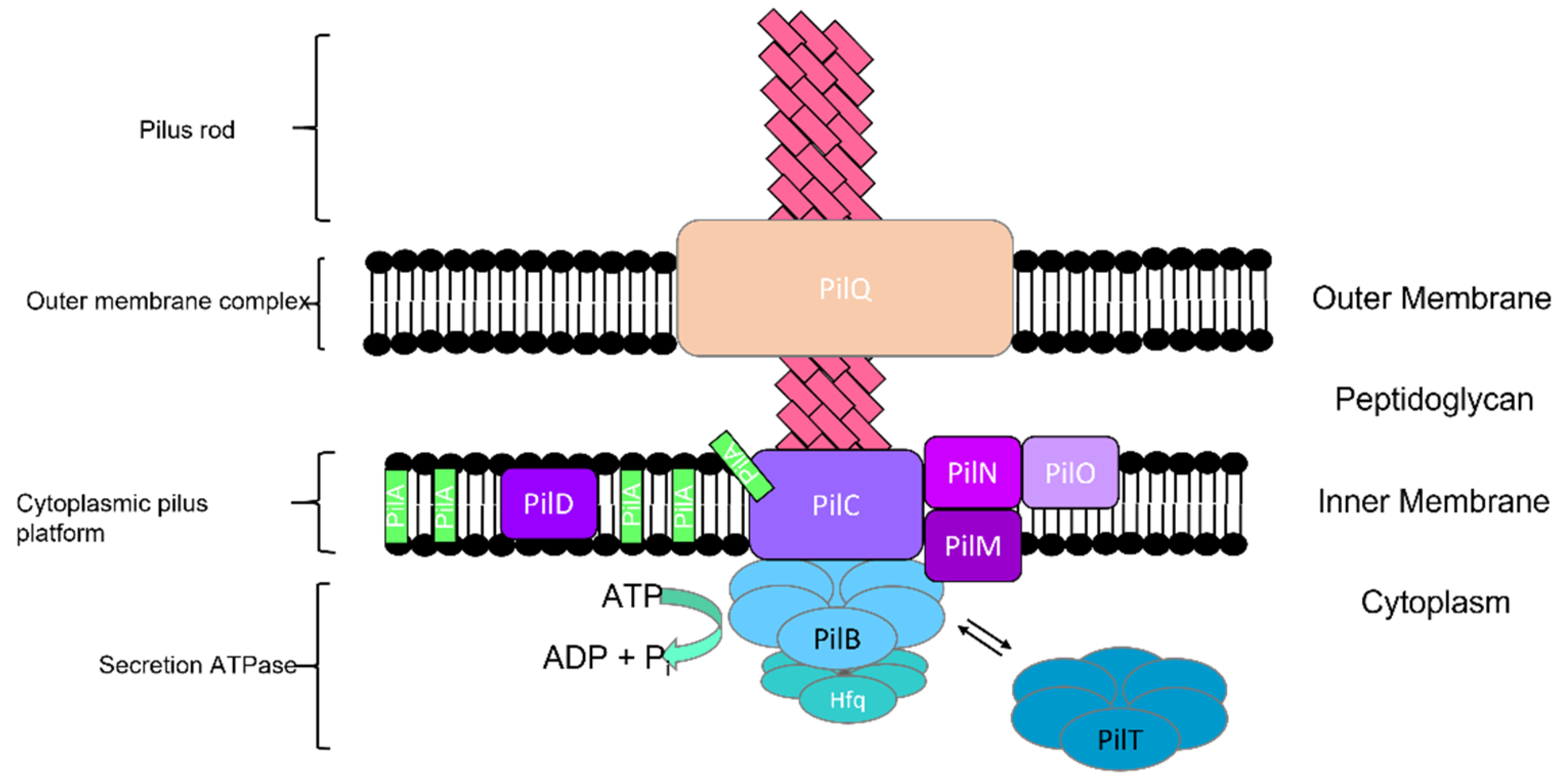 Microorganisms 10 00696 g008 550