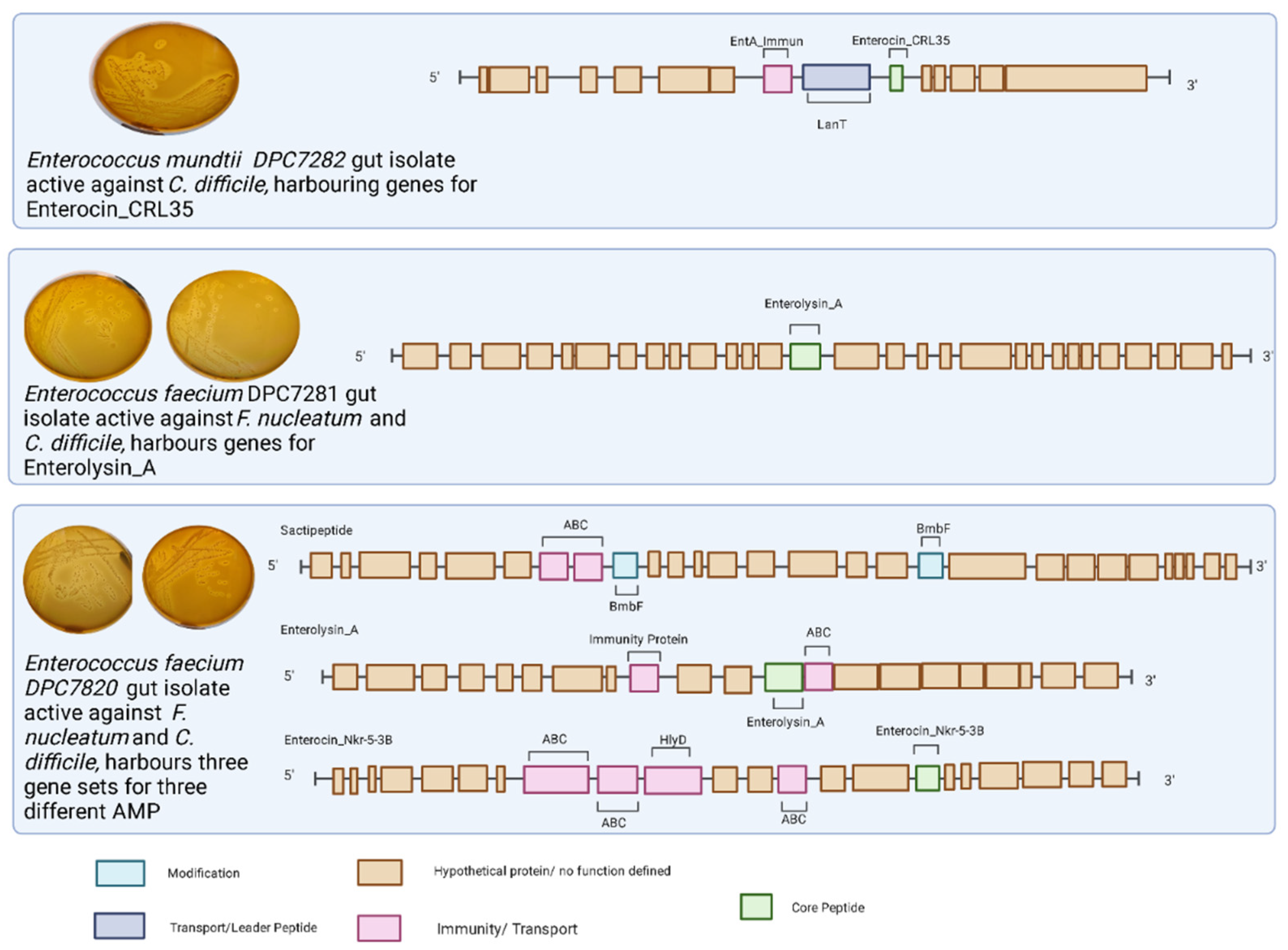 Microorganisms 10 00701 g004 Microorganisms 10 00701 g004