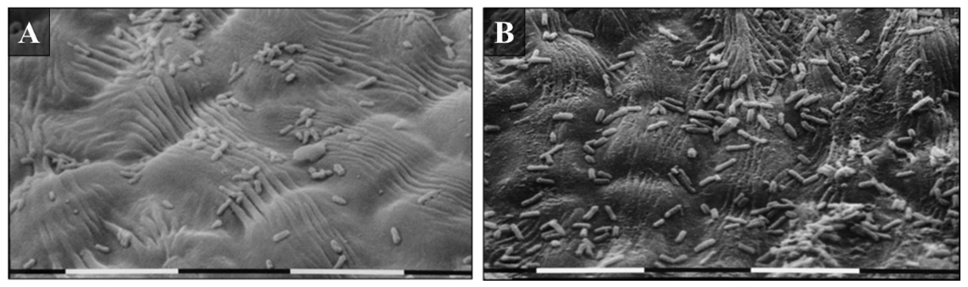 Microorganisms 10 00702 g007 Microorganisms 10 00702 g007
