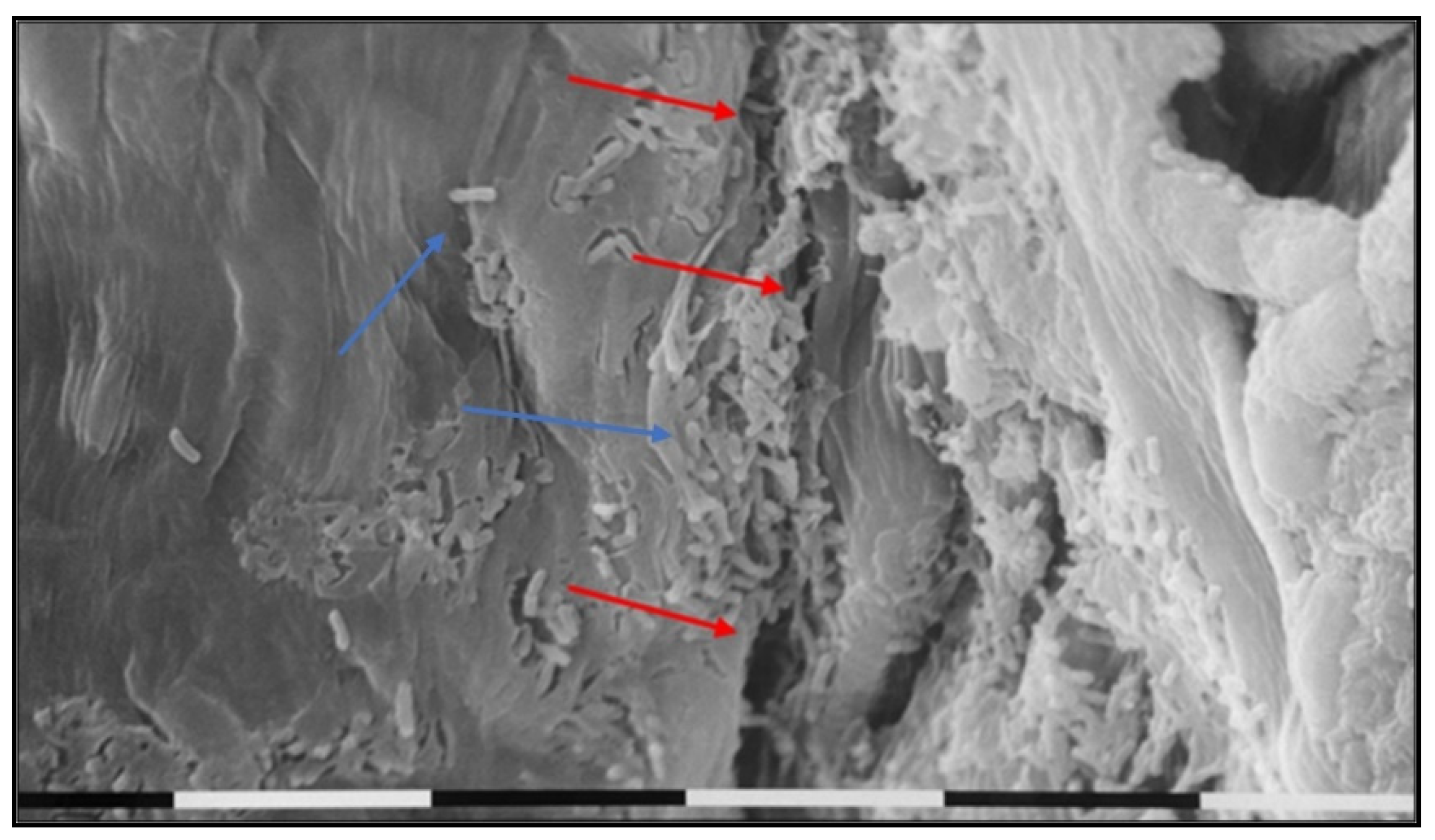 Microorganisms 10 00702 g009 Microorganisms 10 00702 g009