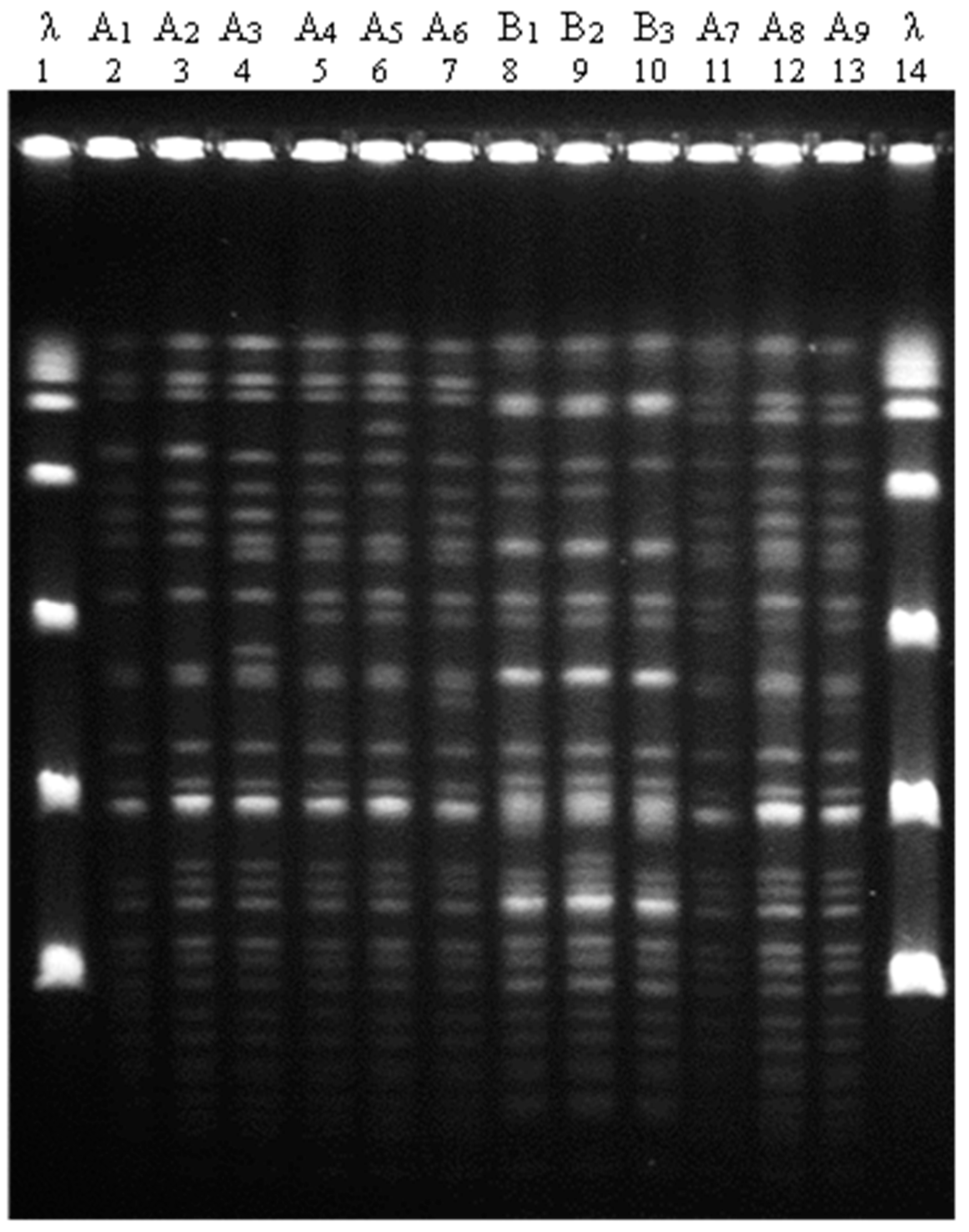 Microorganisms 10 00722 g001