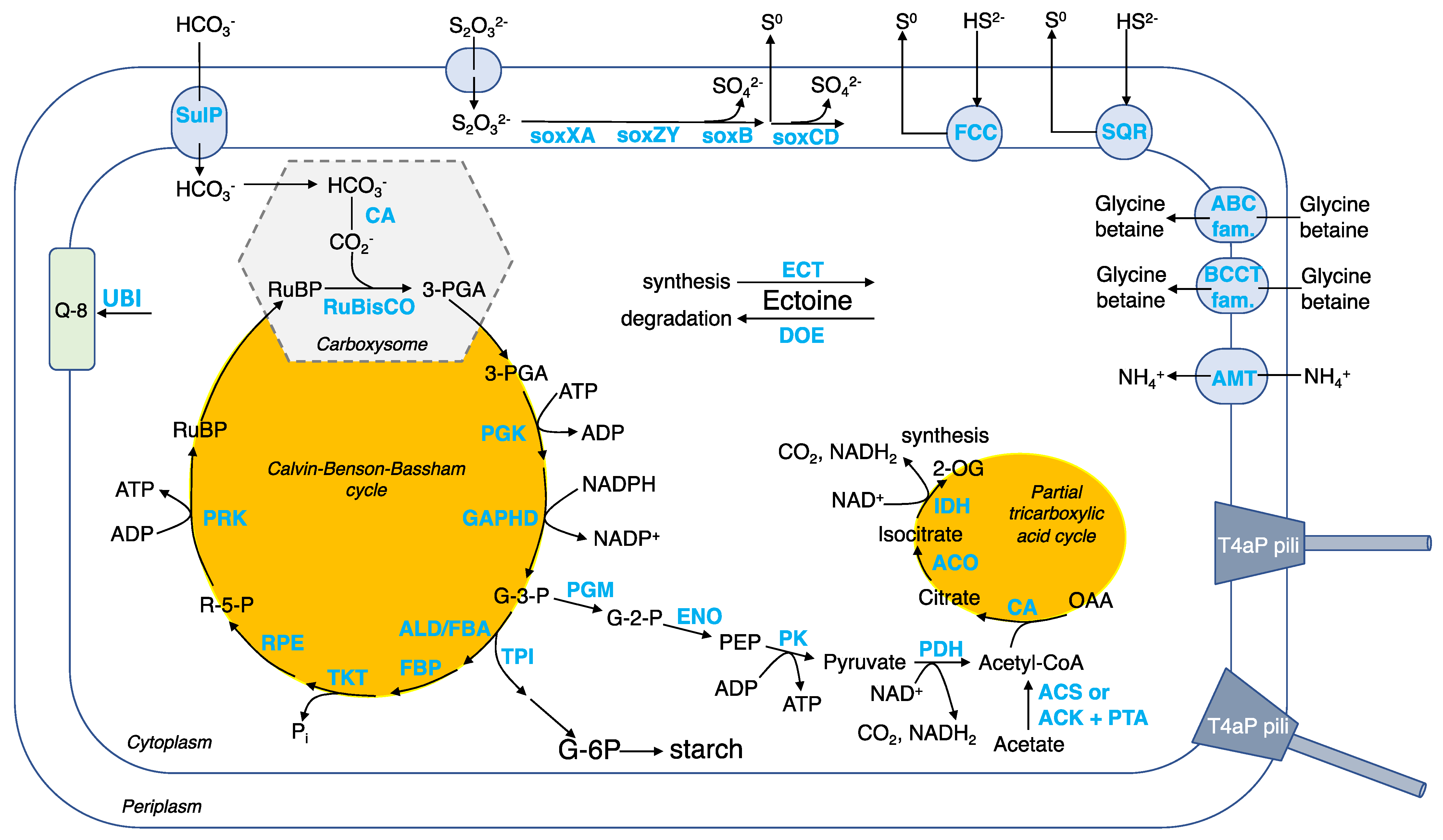 Microorganisms 10 00724 g007
