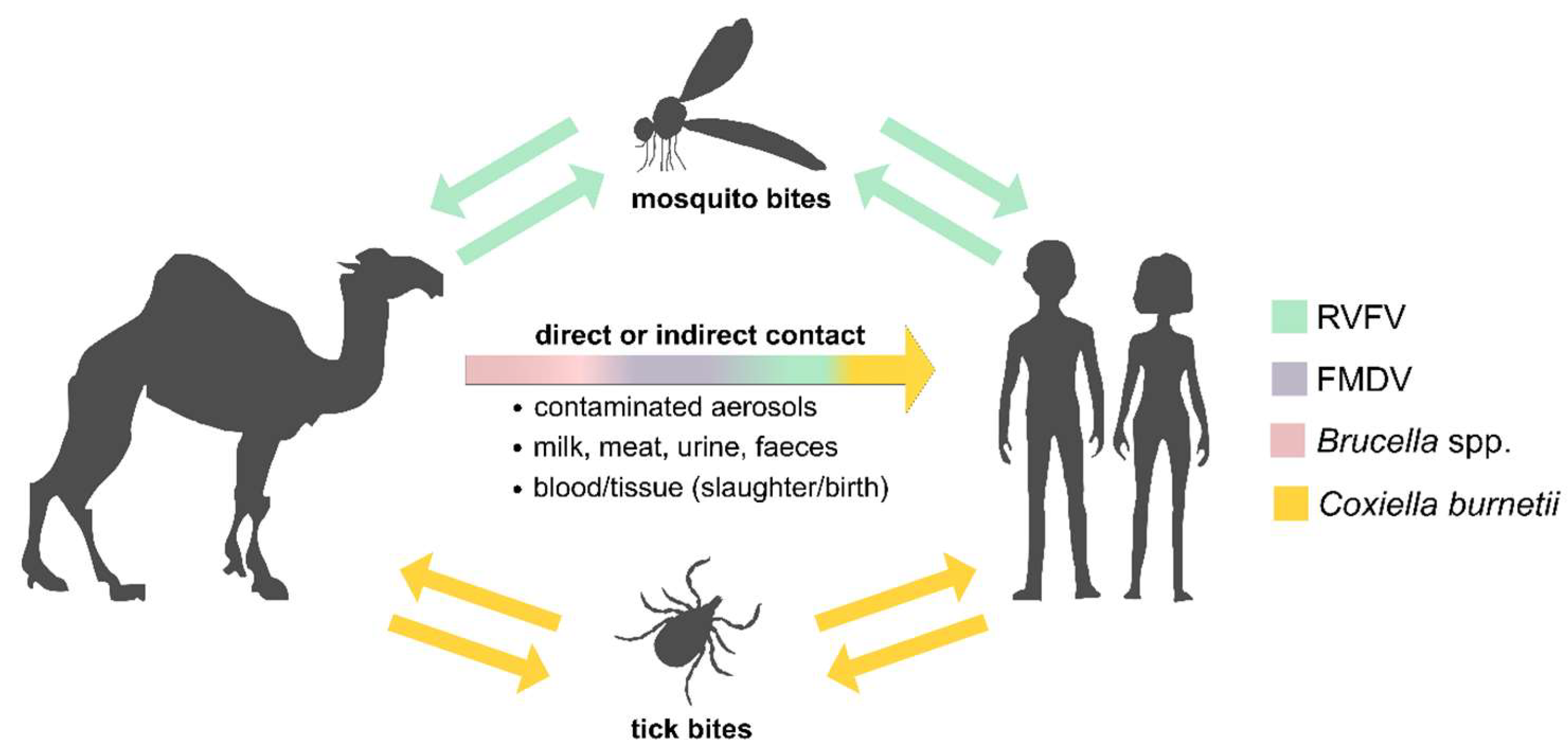 Microorganisms | Free Full-Text | Viral and Bacterial Zoonotic Agents in Dromedary Camels from Southern Tunisia: A Seroprevalence Study Microorganisms | Free Full-Text | Viral and Bacterial Zoonotic Agents in Dromedary Camels from Southern Tunisia: A Seroprevalence Study
