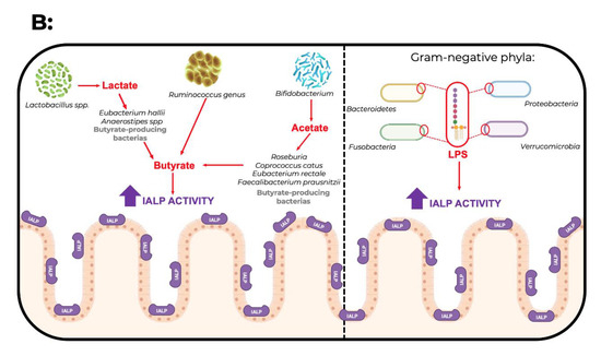 Microorganisms | Free Full-Text | Intestinal Alkaline Phosphatase: A