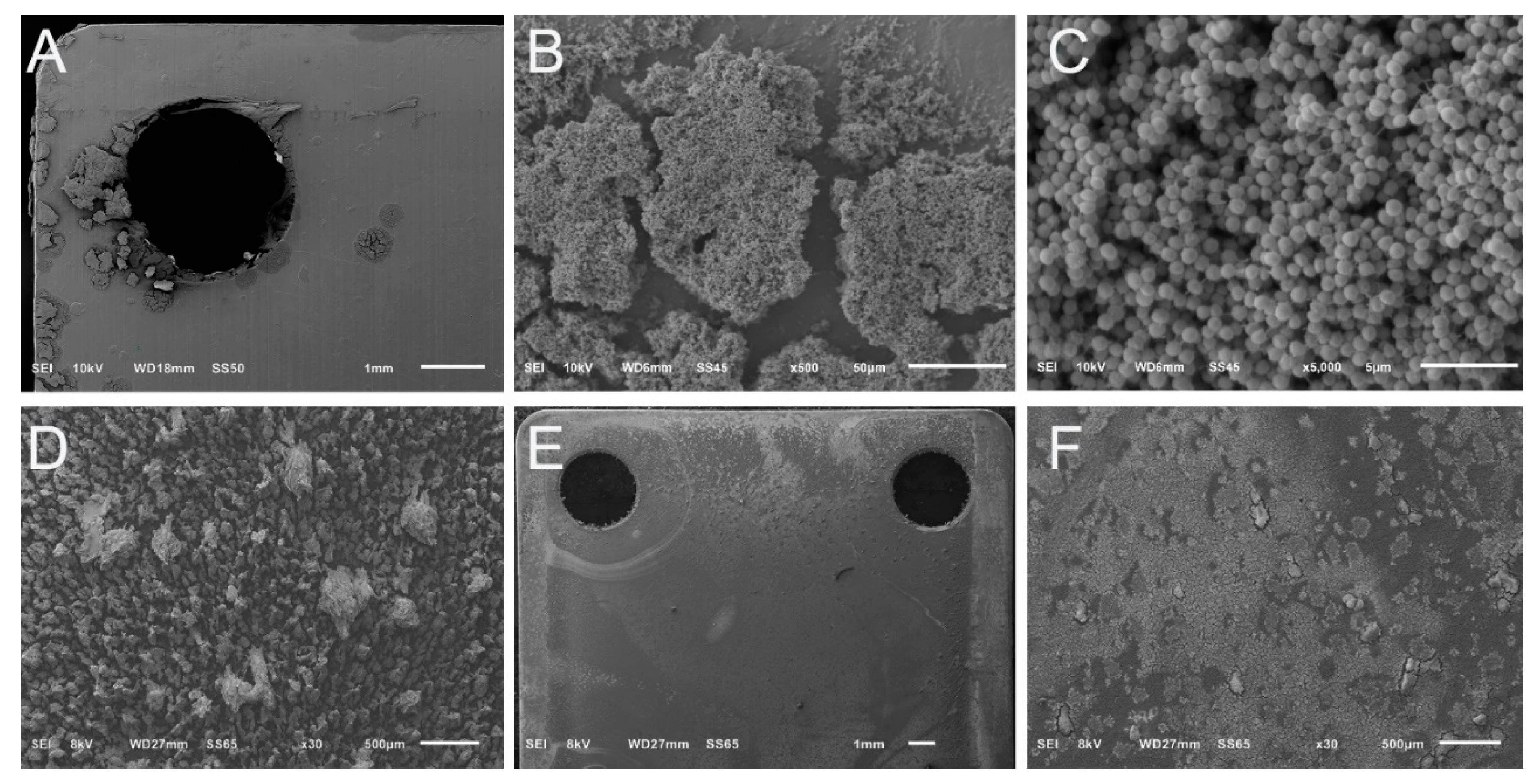 Microorganisms 10 00759 g004