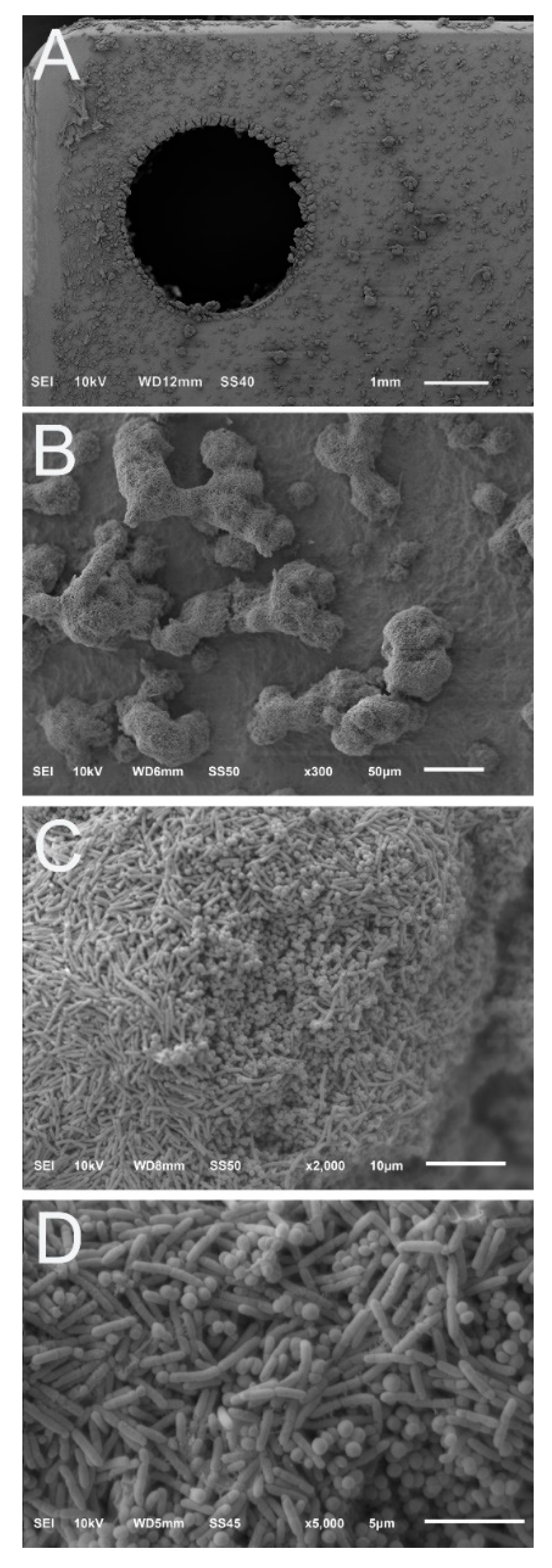 Microorganisms 10 00759 g005