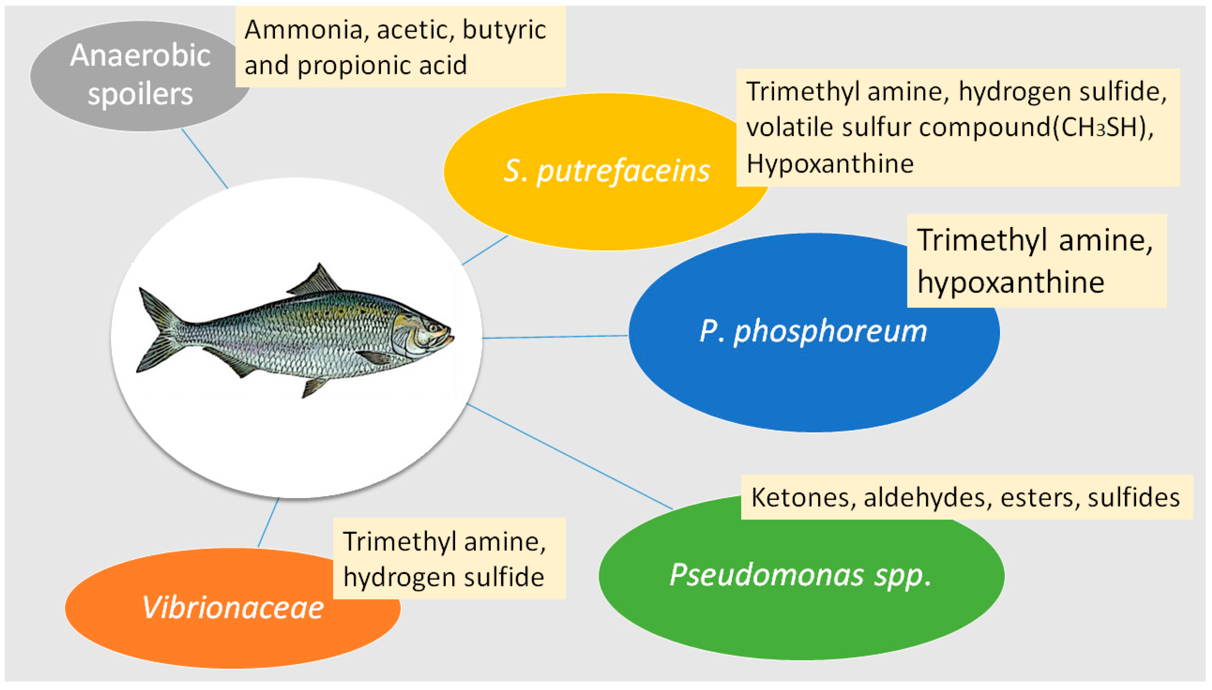 Food Spoilage Bacteria food-spoilage-bacteria