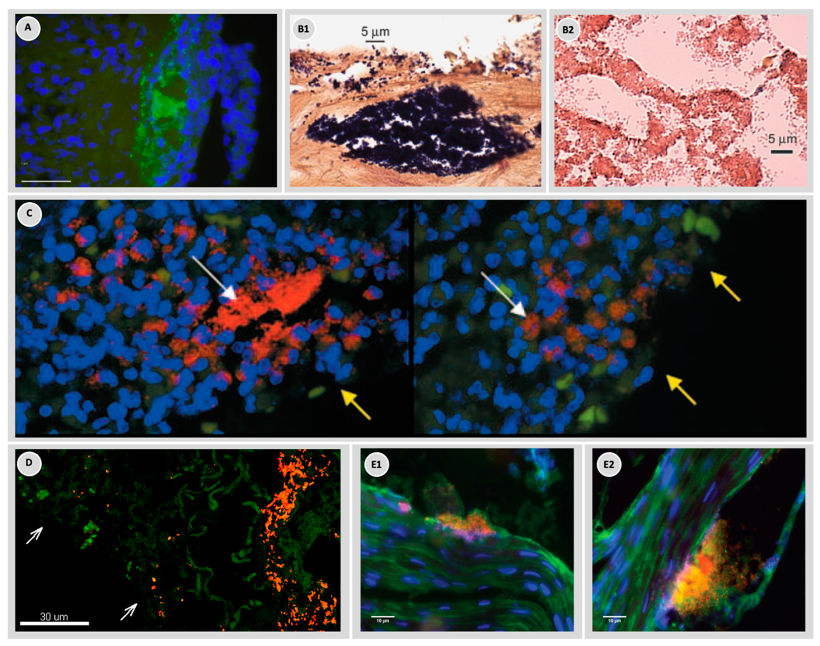 Microorganisms 10 00775 g002 550