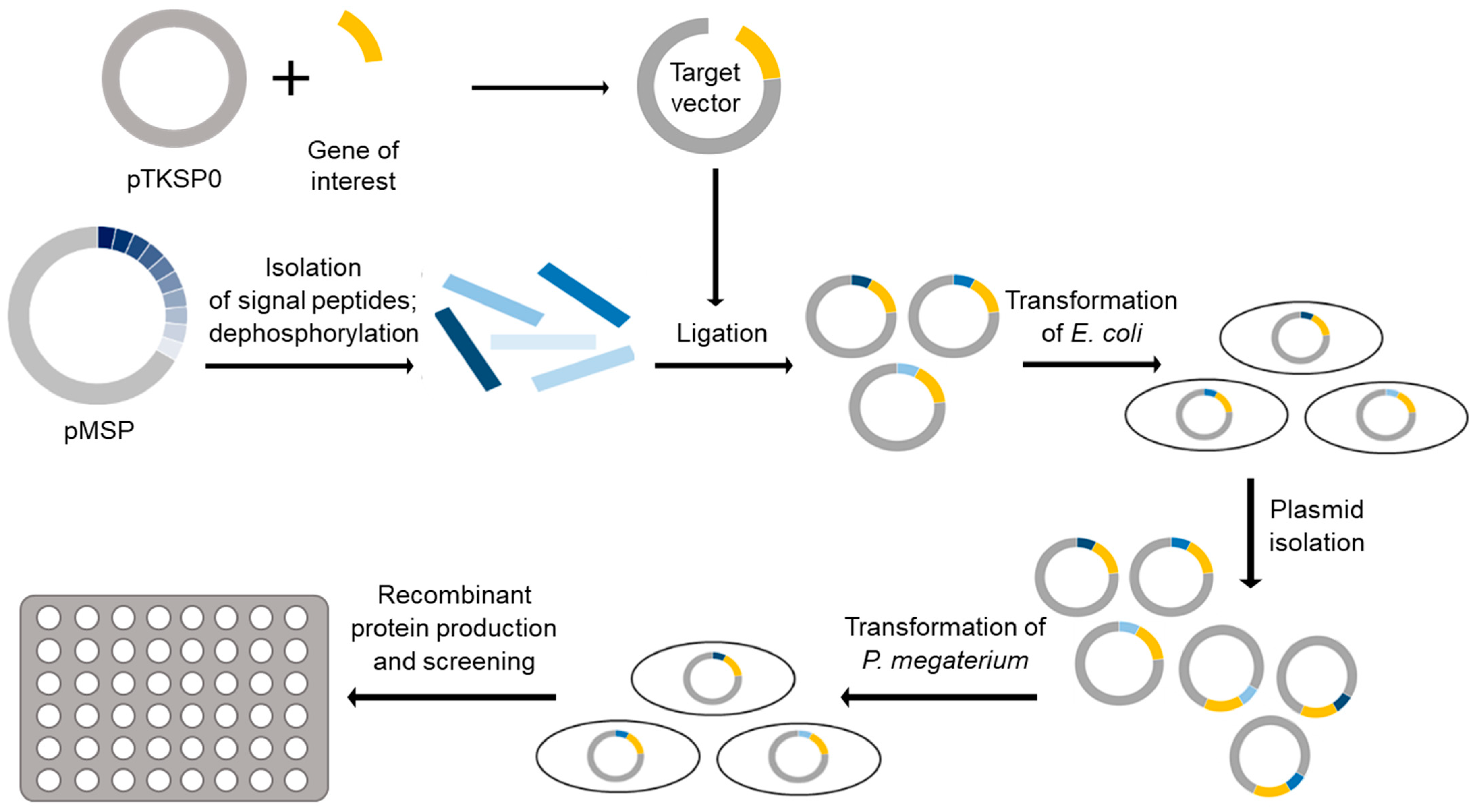 Free FullText Construction and Application of a PlasmidBased Signal Peptide