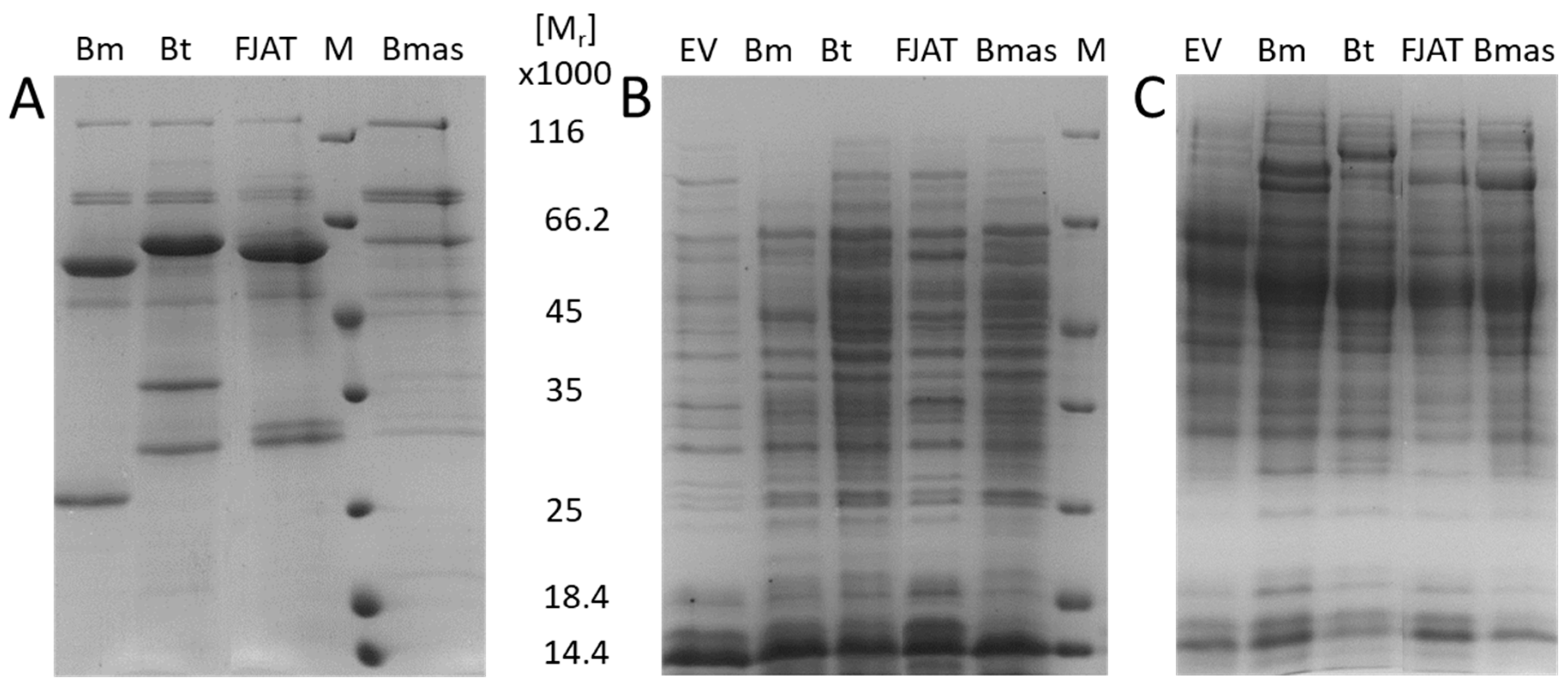 Microorganisms 10 00777 g005