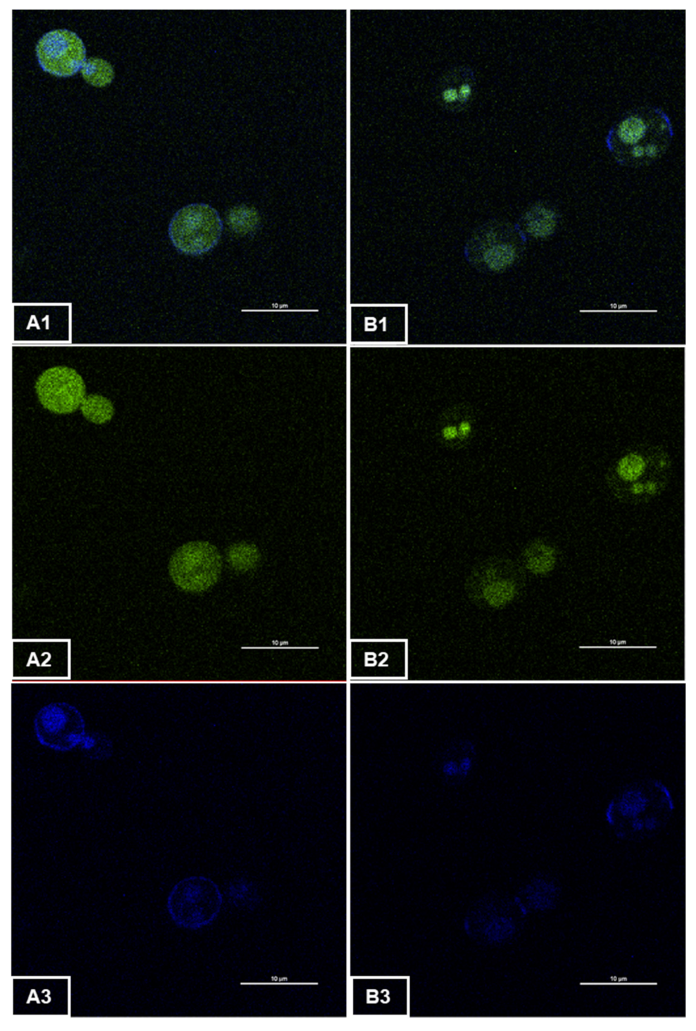 Microorganisms 10 00781 g001 Microorganisms 10 00781 g001