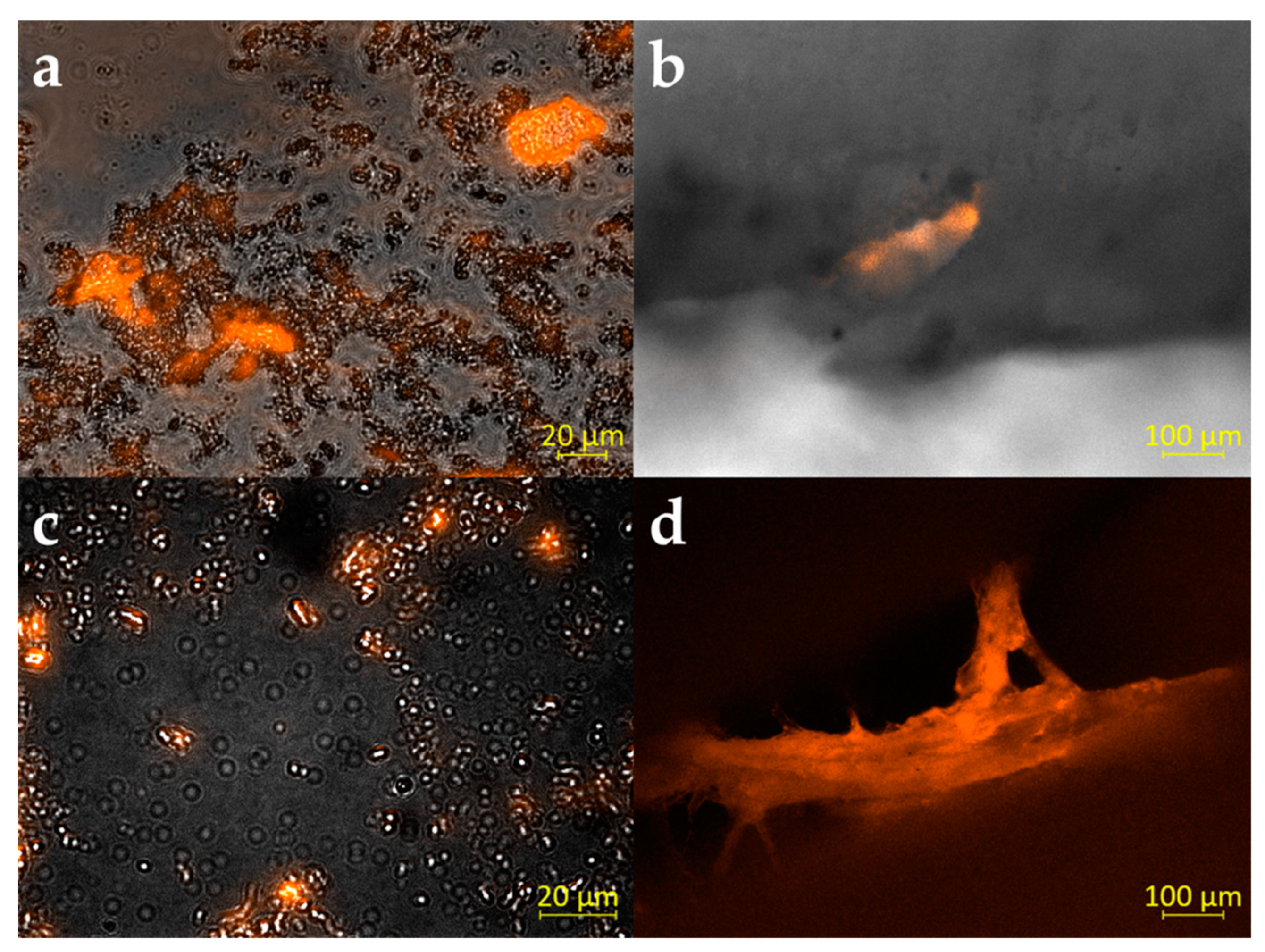 Microorganisms 10 00782 g004 Microorganisms 10 00782 g004