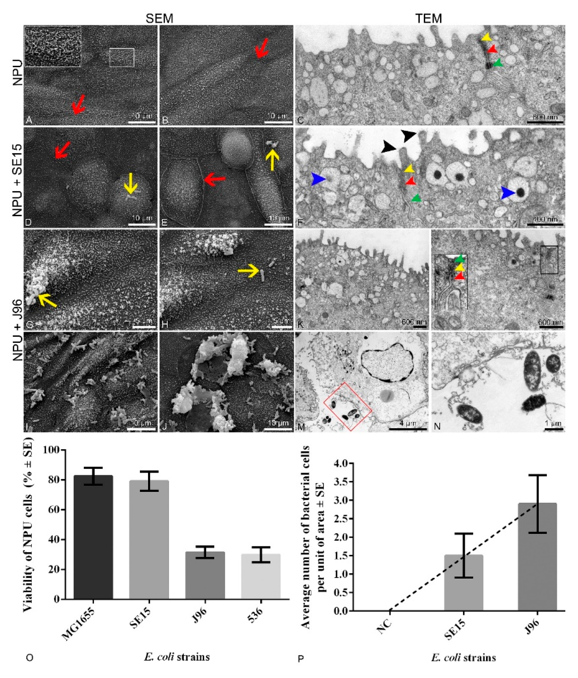 Microorganisms 10 00783 g001 Microorganisms 10 00783 g001