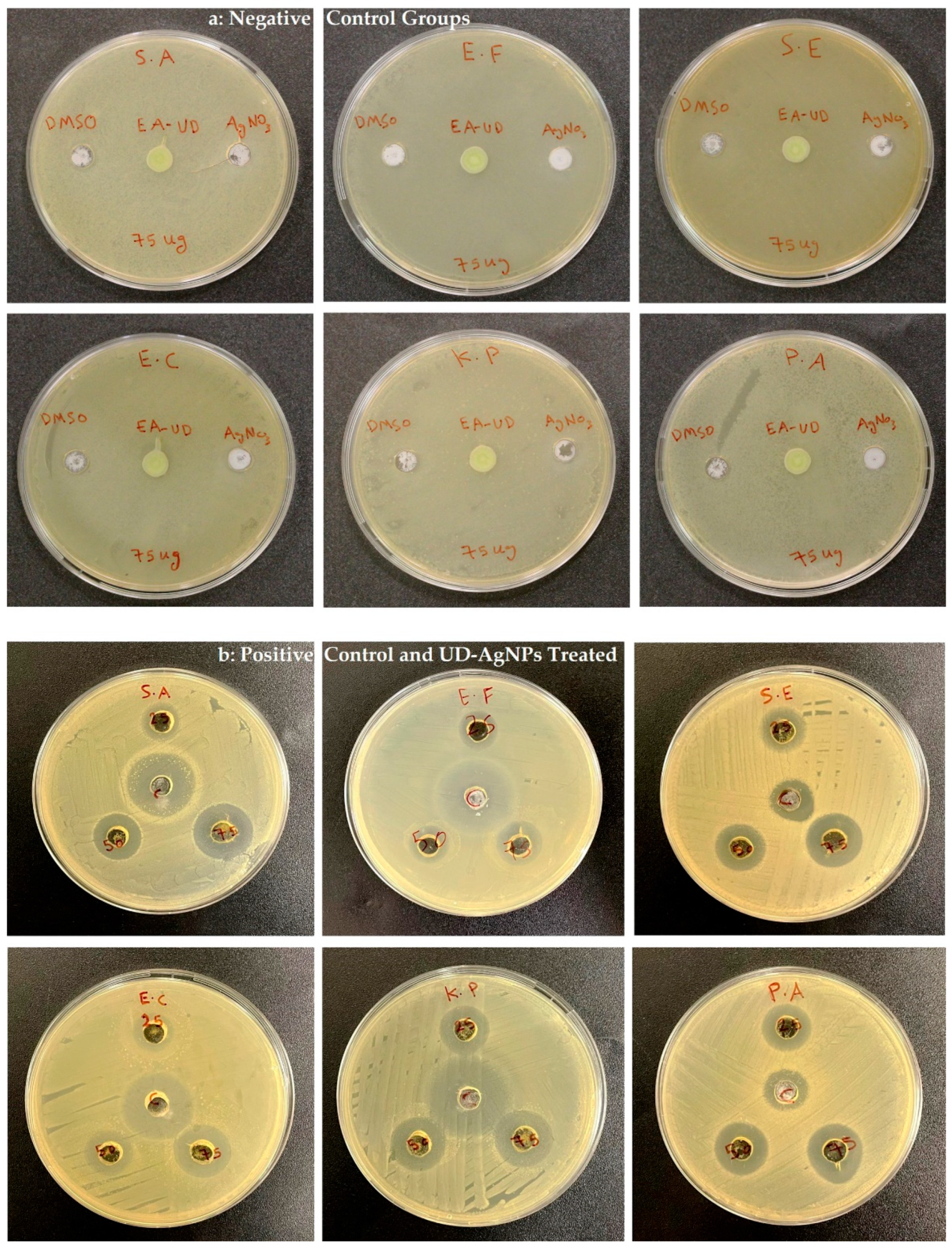 Microorganisms 10 00789 g008 Microorganisms 10 00789 g008